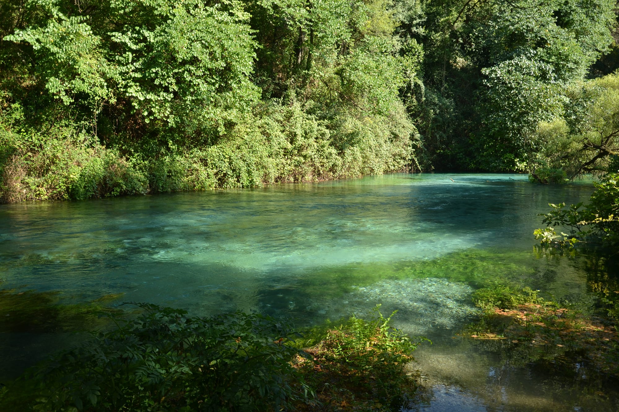 A round pool of deep blue water with a paler ring around a dark centre, in a green forest