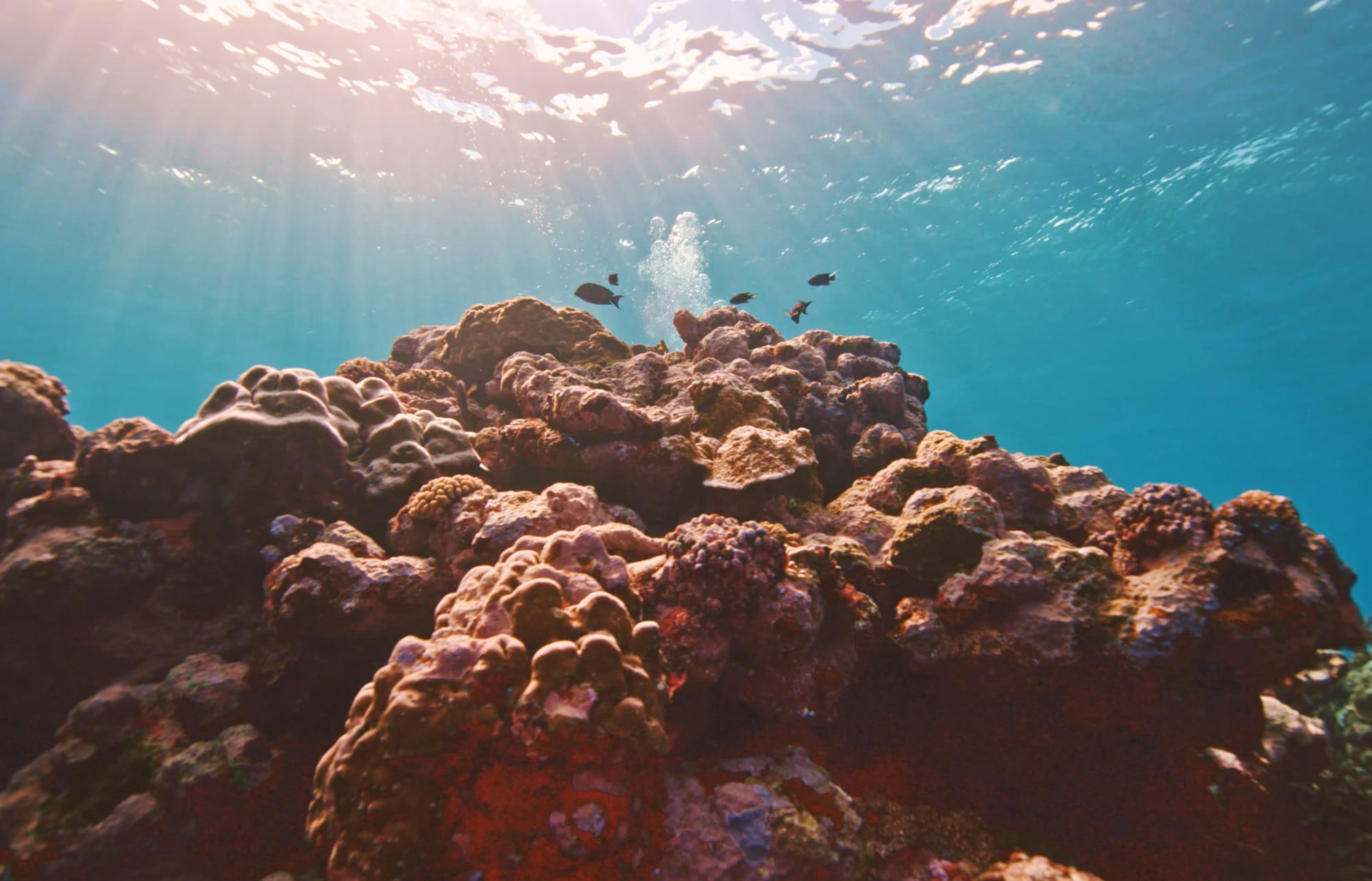 Clear tropical water over a dense reef of table and branching corals