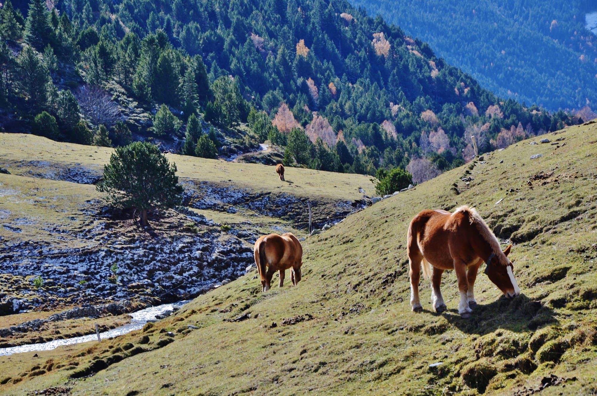 A flat green valley floor with a stream and grazing horses, steep wooded slopes rising on both sides