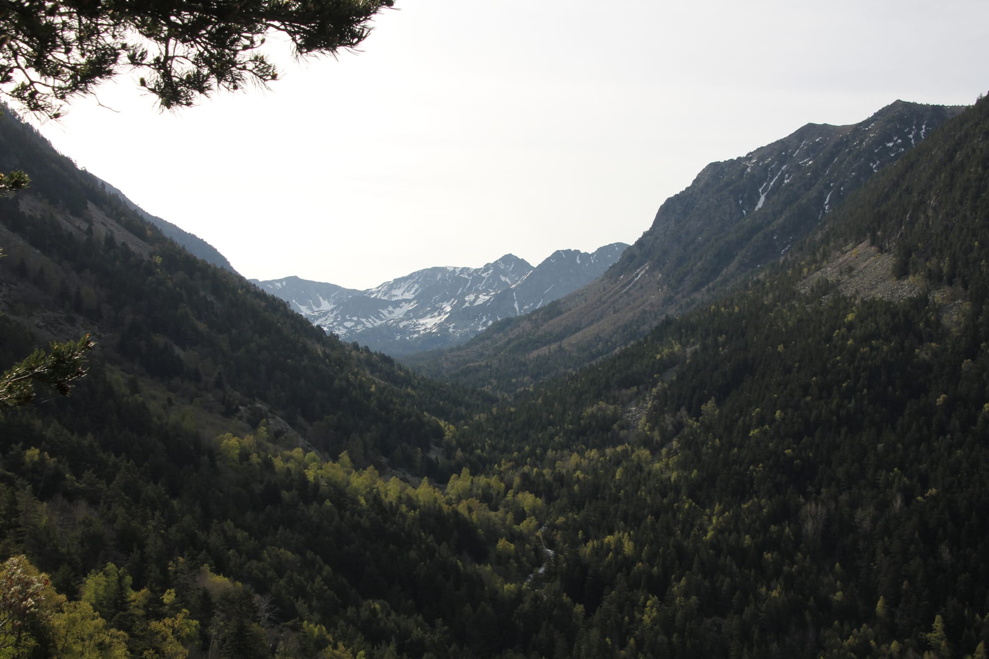 A green glacial valley with a rushing stream, scattered boulders and pine forest below bare peaks
