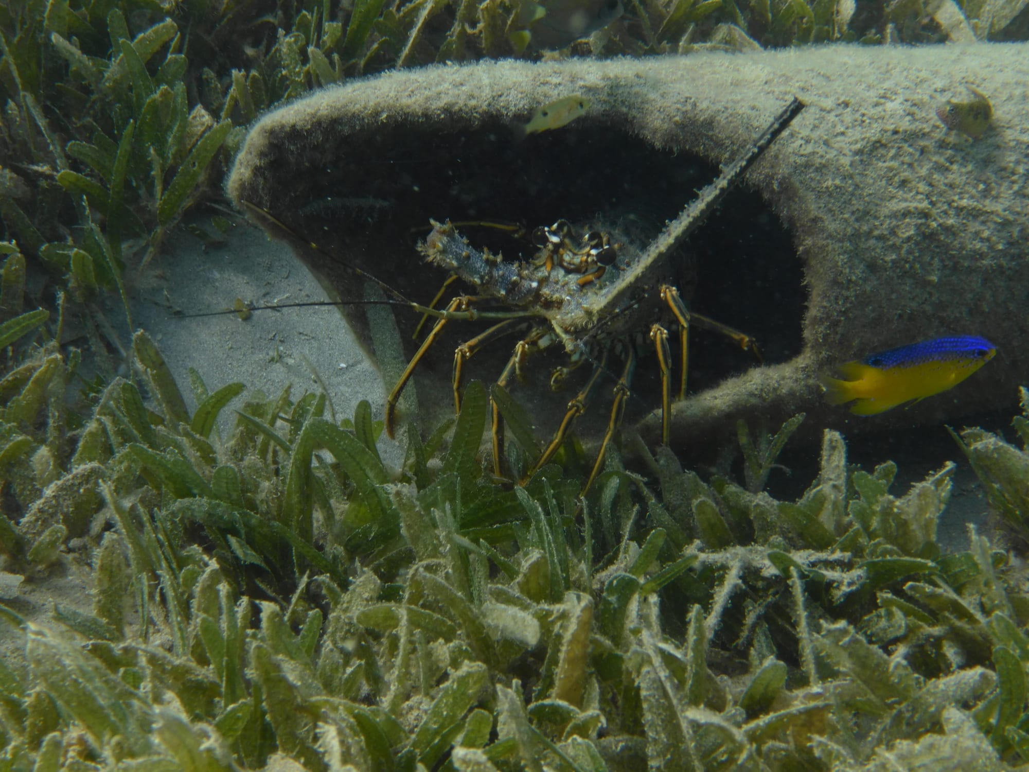 A spiny lobster with long antennae peers out of a length of discarded pipe on a seagrass seabed, with a small blue-and-yellow reef fish nearby
