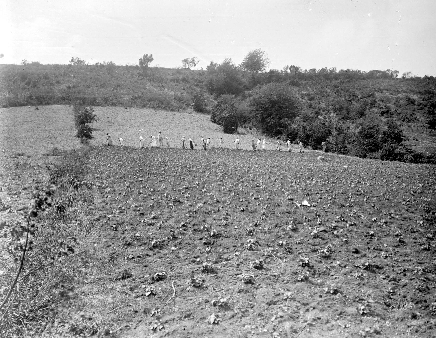 A black-and-white photograph of a line of women in pale clothes working with hoes across a field of young plants, with scrub-covered hills behind