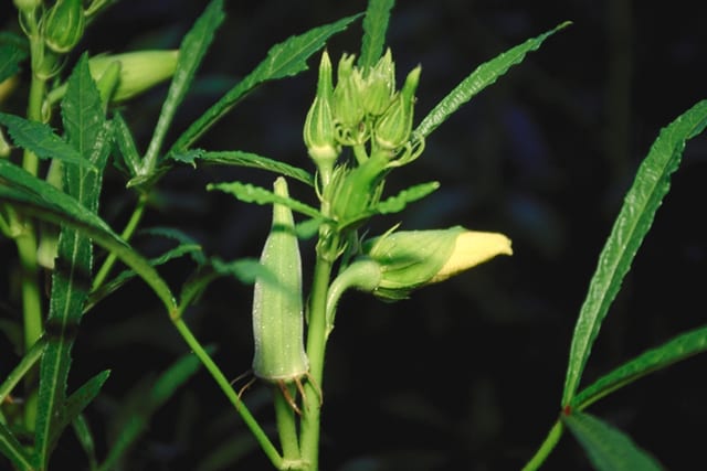 A close-up of an okra plant with a young green seed pod and a pale yellow flower