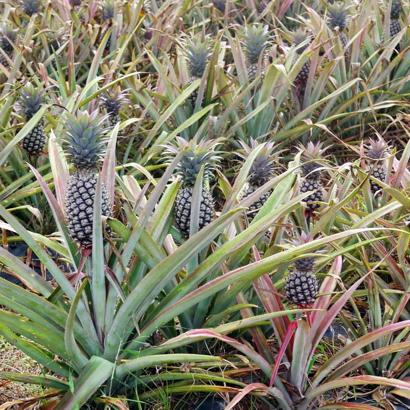 A field of pineapple plants with small dark, spiky, unripe fruit growing upright from the centre of each plant