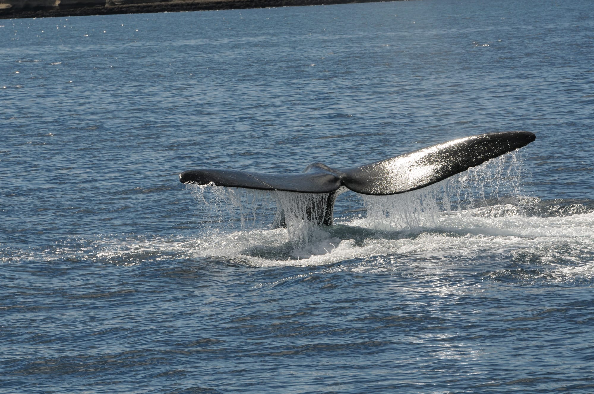 The broad tail flukes of a whale raised above the sea near a low sandy shore