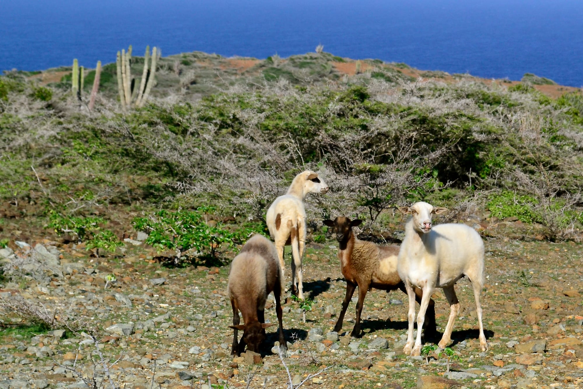 Rugged desert of cactus and boulders running to a rocky coastline and open sea
