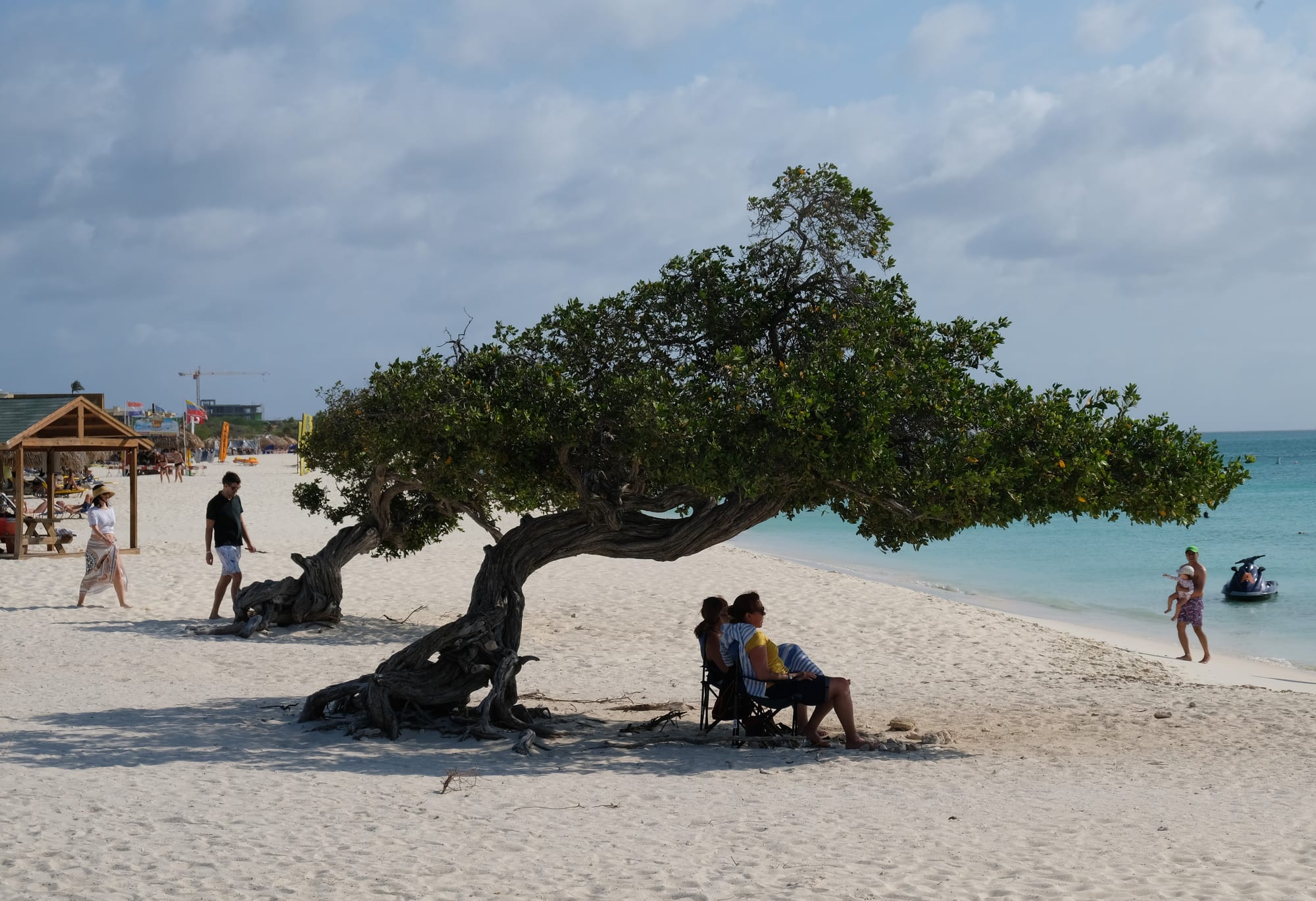 A wind-bent divi-divi tree on a beach with people sitting beneath it, turquoise water beyond