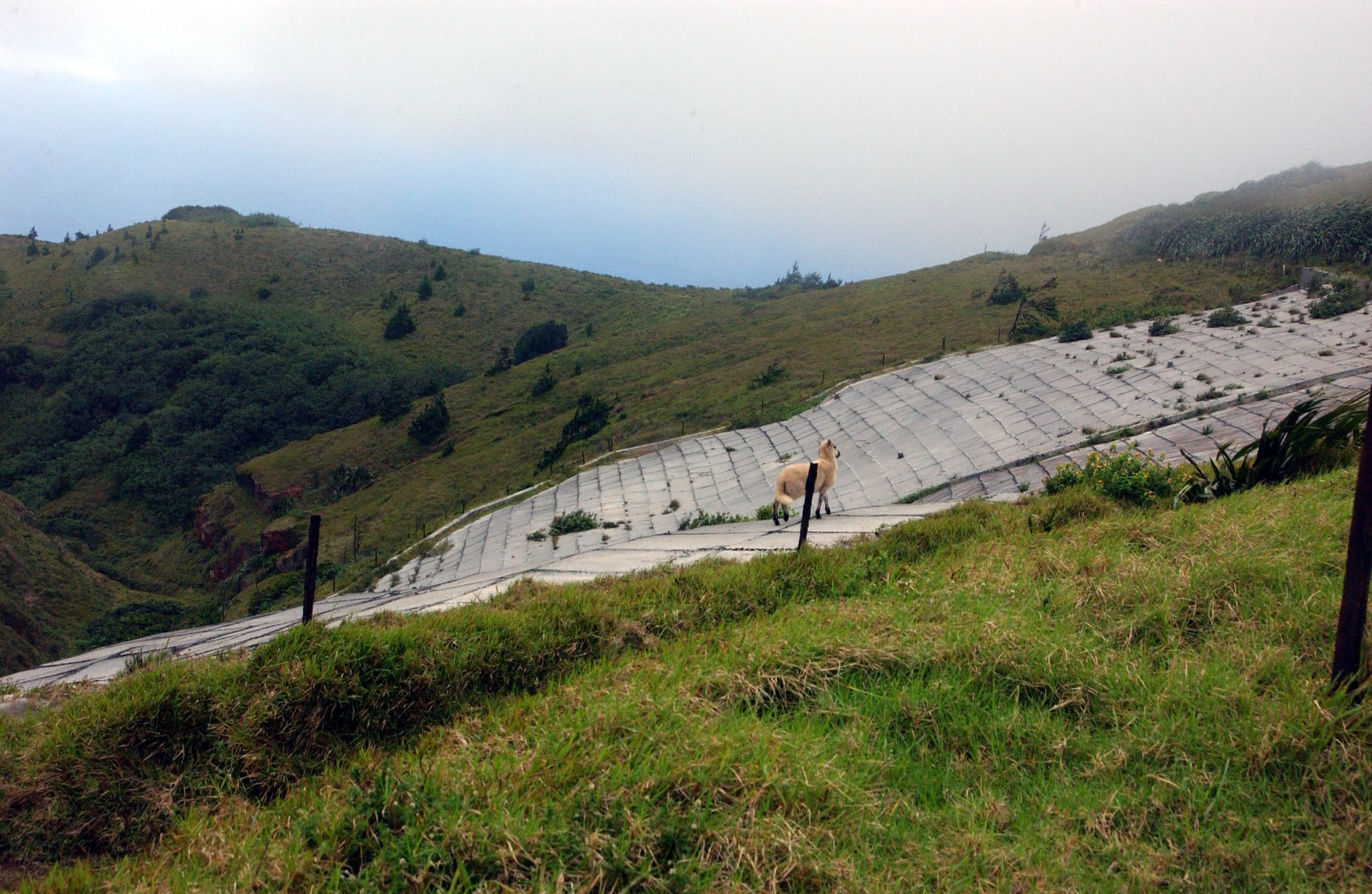 A green, mist-wrapped mountain summit covered in dense bamboo and trees, above bare lower slopes