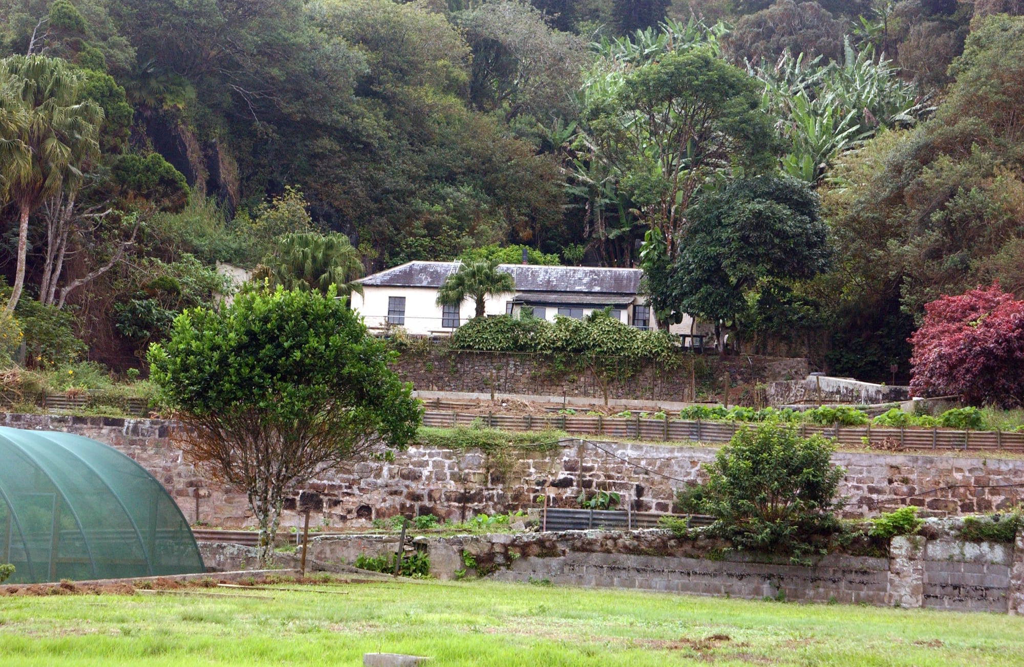 A white cottage with a grey roof surrounded by dense green trees and banana plants, with terraced vegetable beds in front on Green Mountain