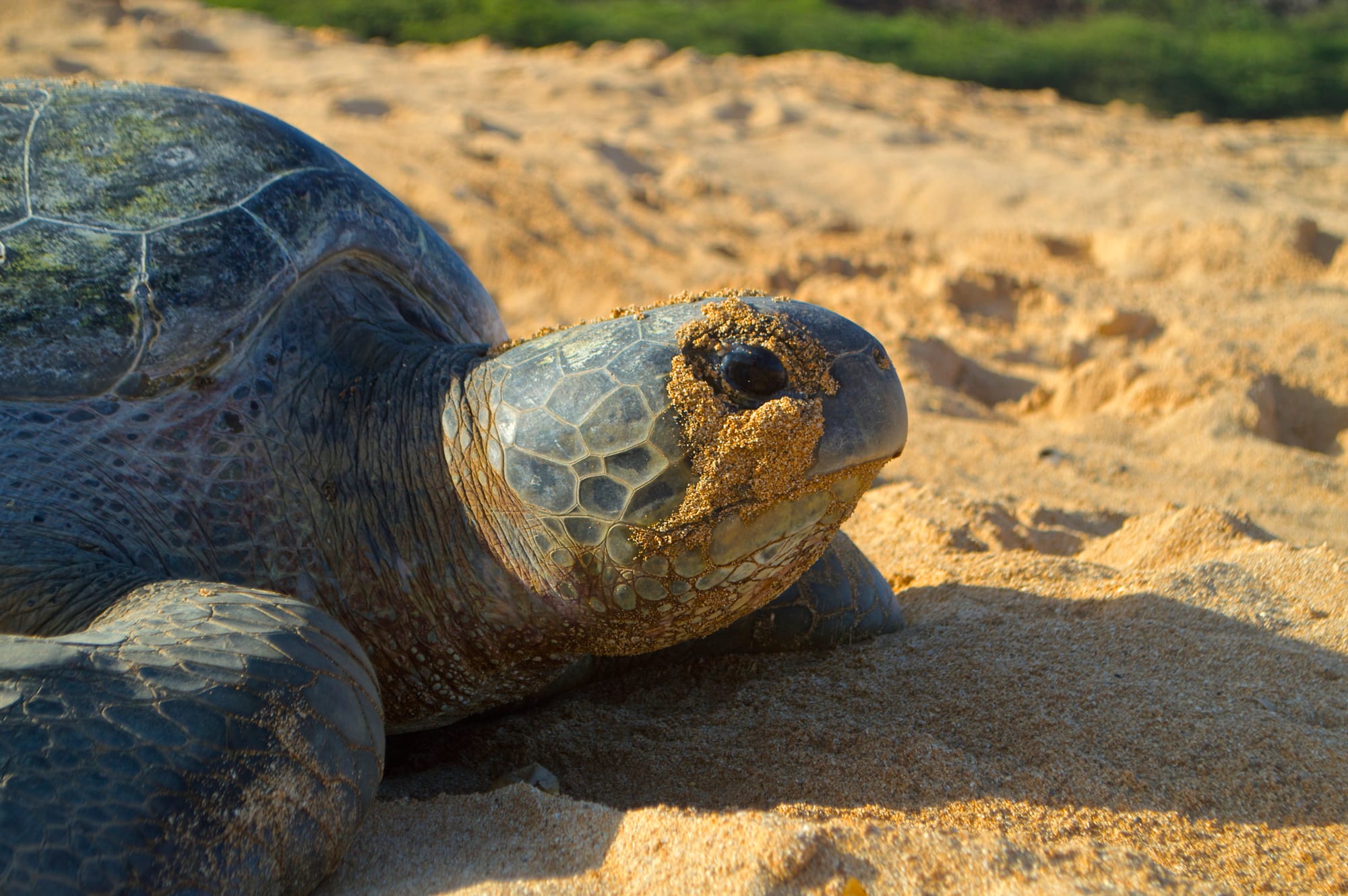 A large green sea turtle on a dark sand beach at night, digging a nest