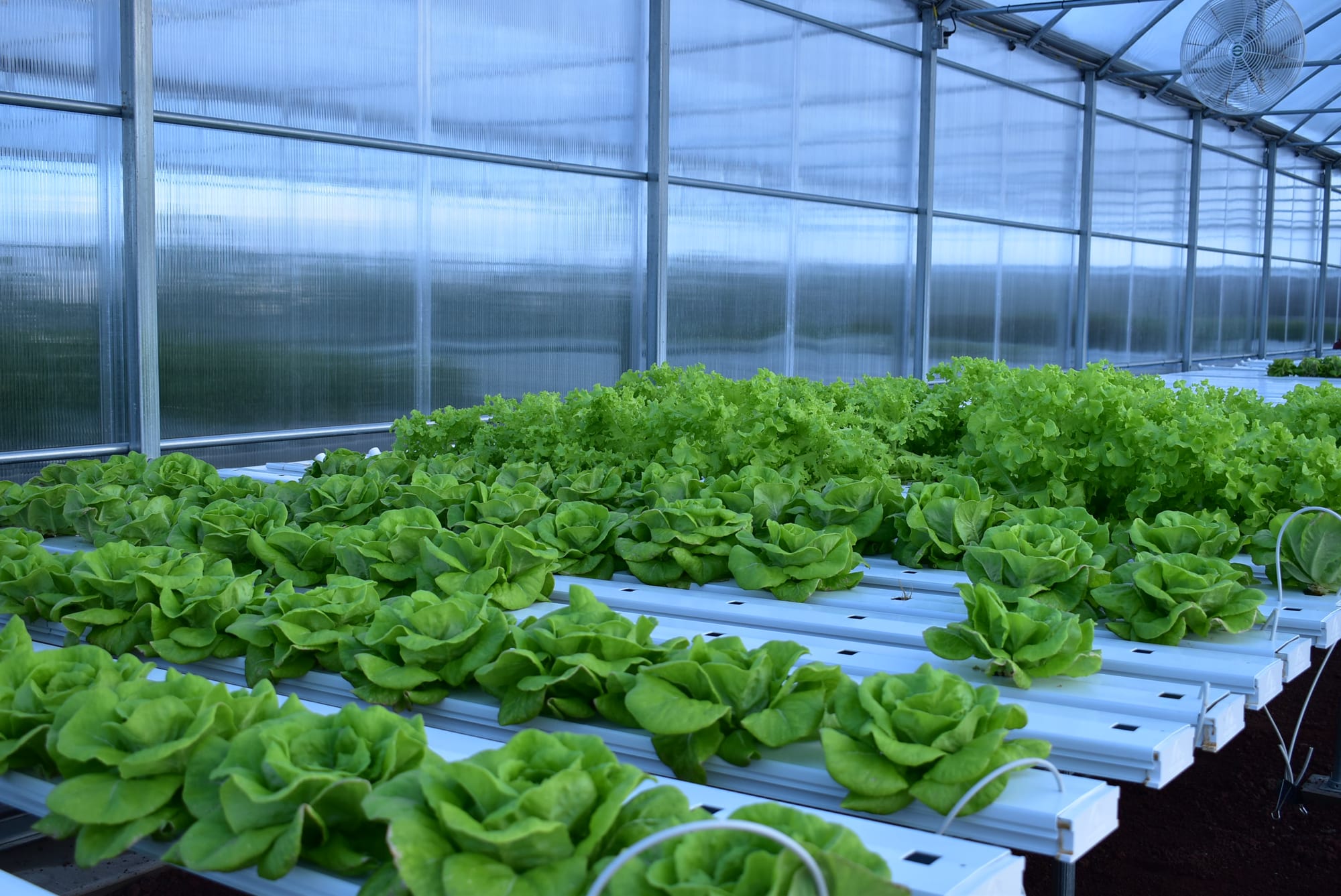 Rows of bright green lettuces growing in white hydroponic channels inside a greenhouse
