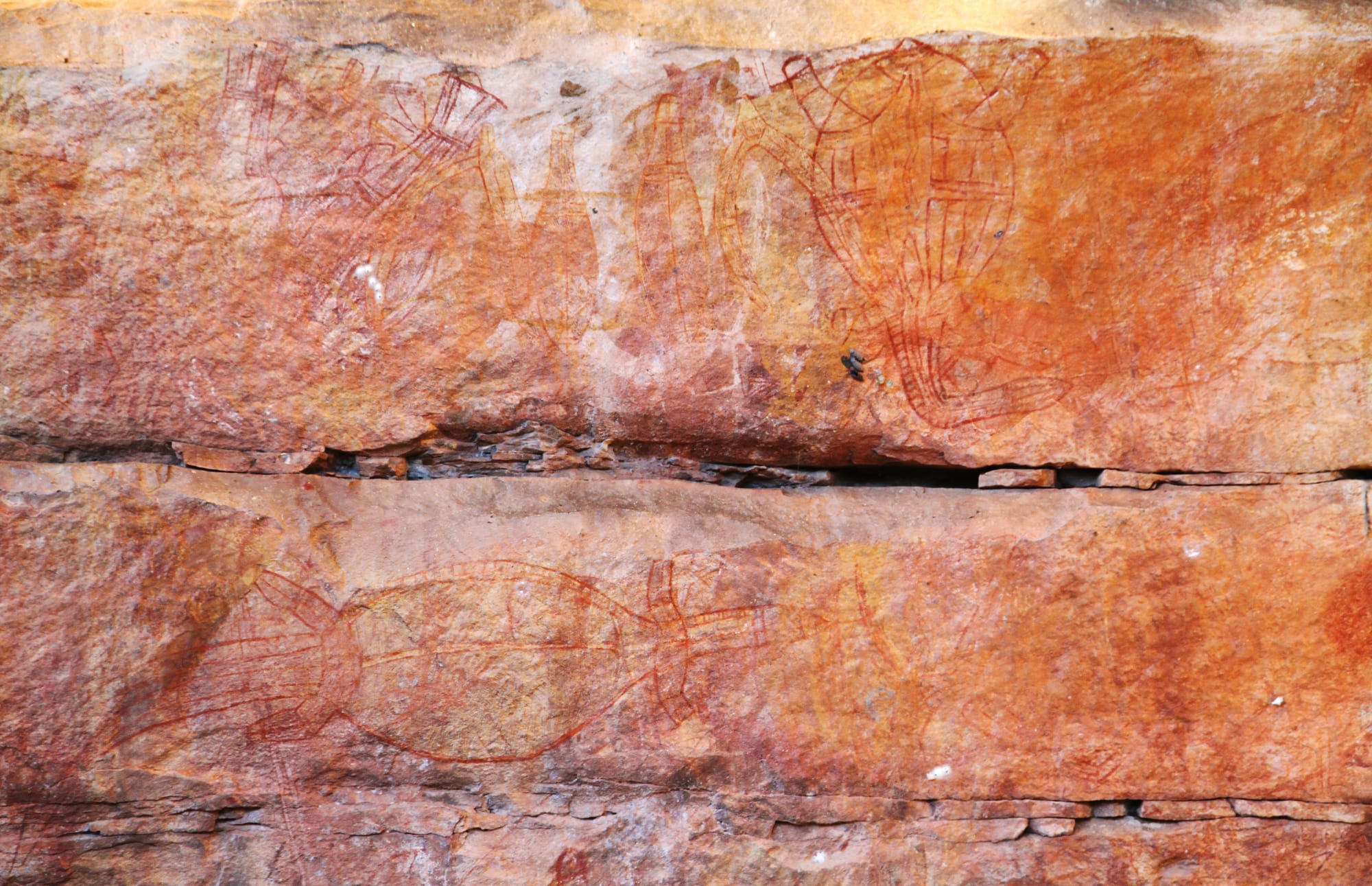 Two bands of orange rock carrying paintings of a large fish and other animals outlined in red ochre, their bodies filled with fine internal lines