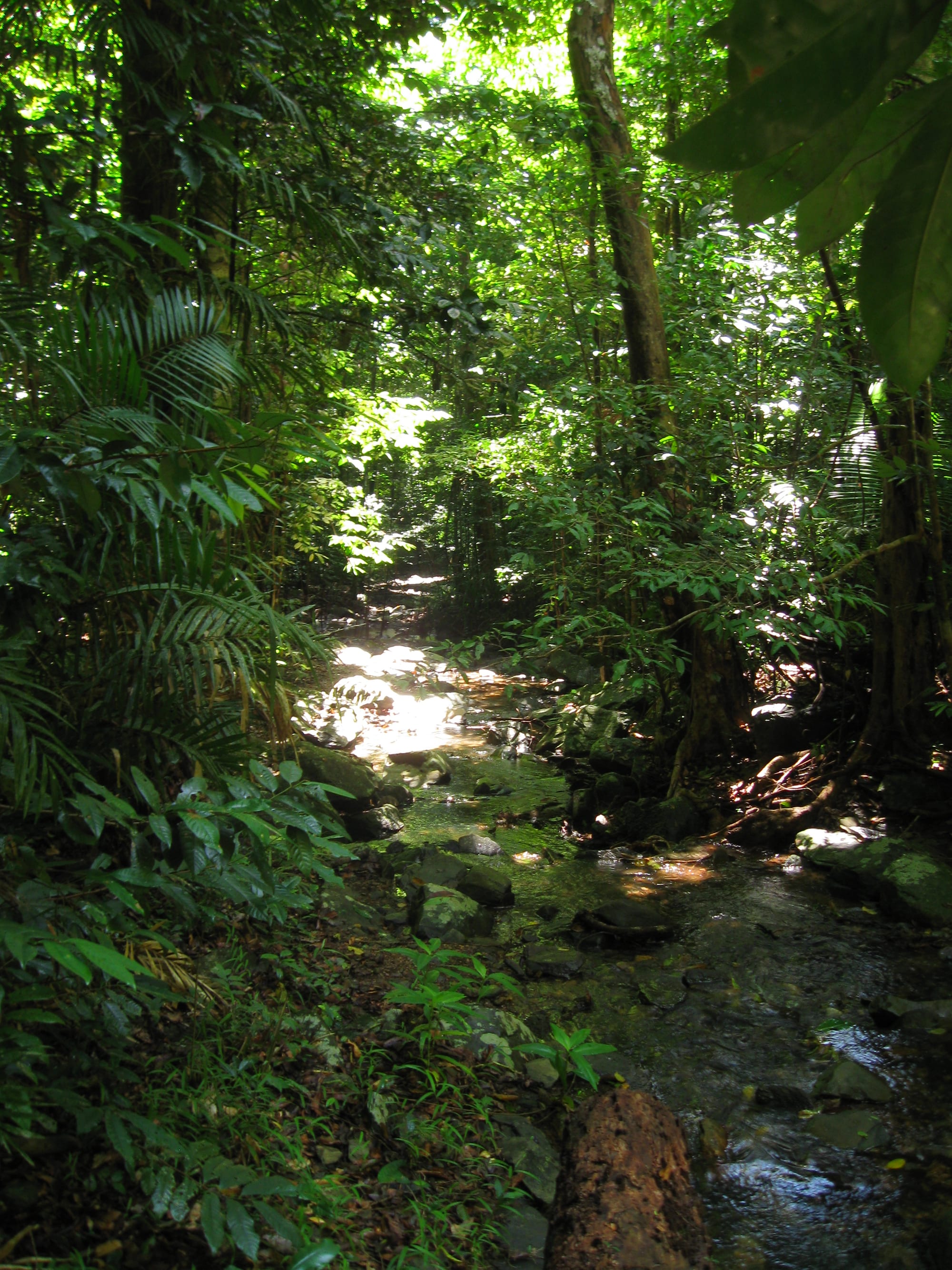 Dense tropical rainforest with palms and buttressed trees crowding a creek