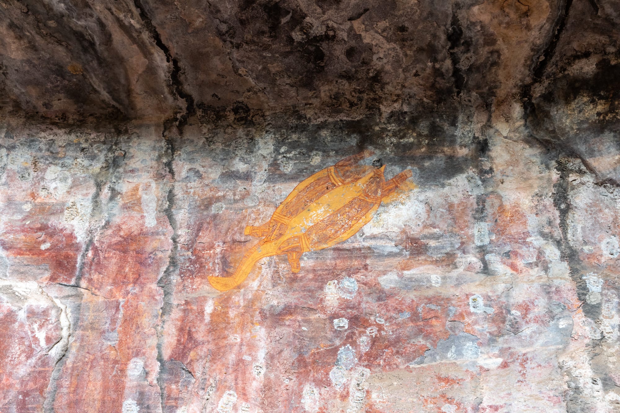 Detailed ochre paintings of fish and a long-necked turtle in X-ray style on a rock shelter wall