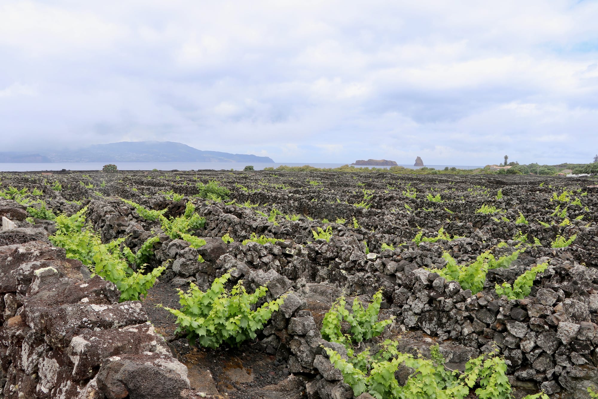 A grid of small stone-walled enclosures on black lava running down to the sea