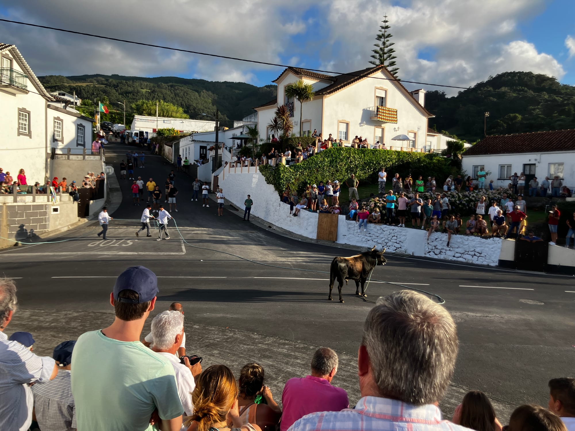 A dark bull stands in the middle of a road on a long rope held by men in white shirts further up the street, while crowds watch from walls, gardens and balconies of white houses on a green hillside