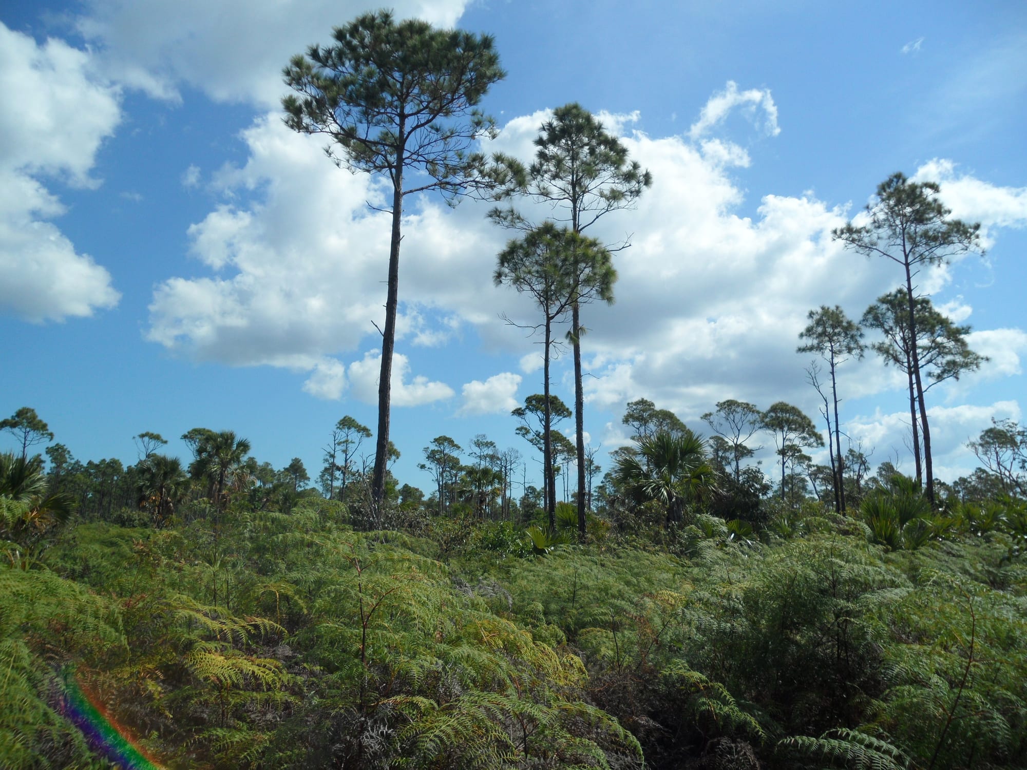 A boardwalk winding through Caribbean pine forest and palmetto scrub