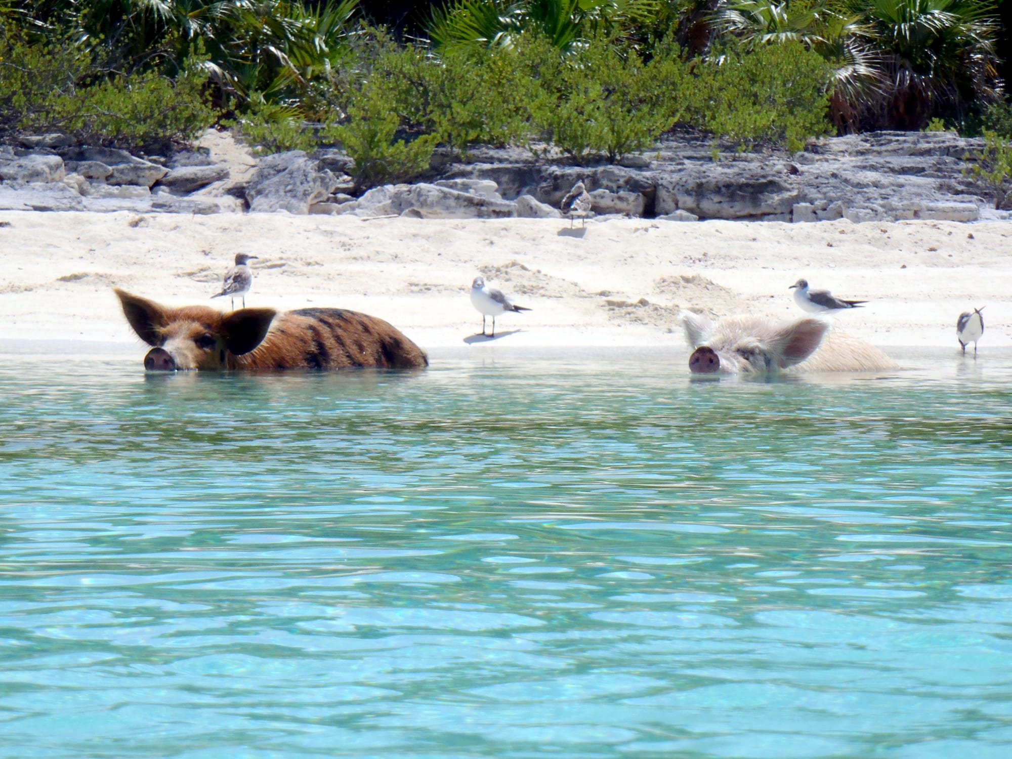 Two pigs standing on a beach at the edge of clear shallow water