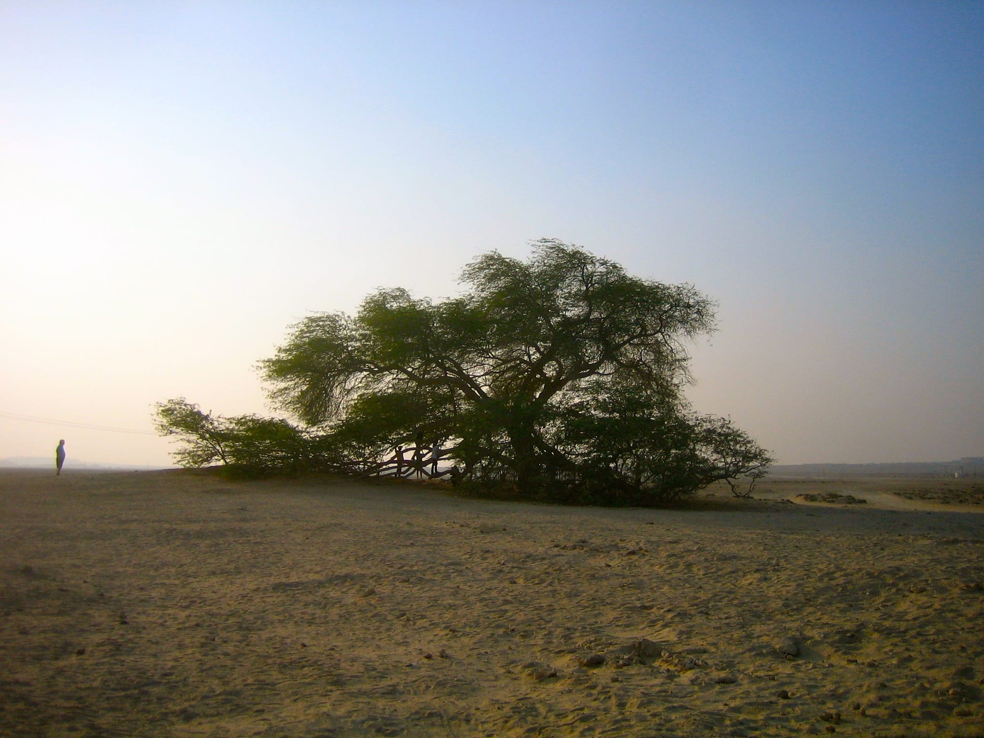 A single large green tree standing alone on a bare expanse of desert