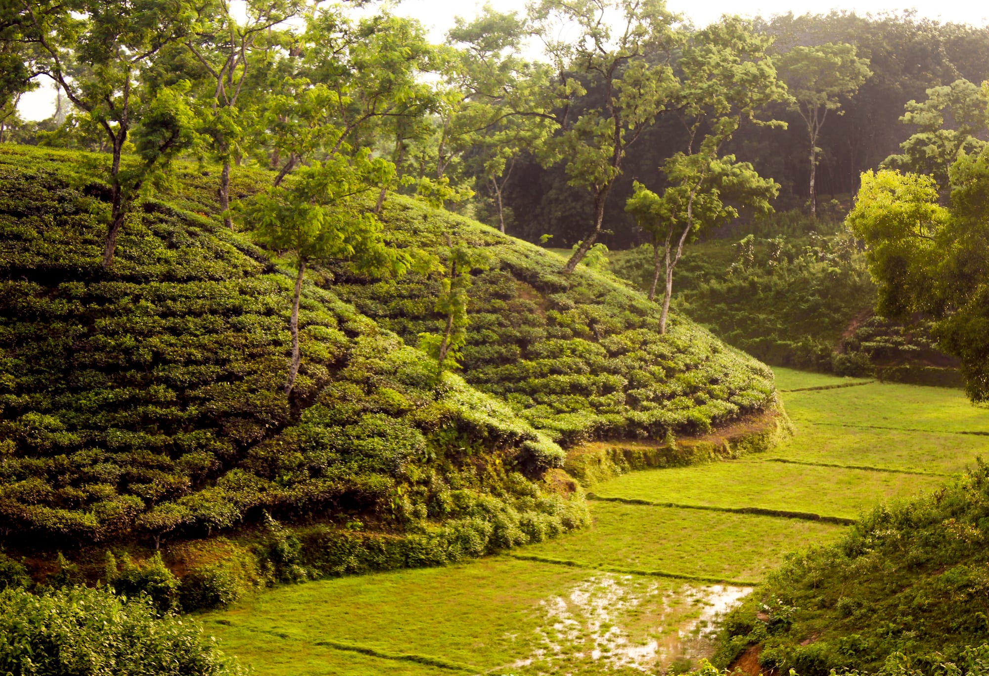 Rows of clipped tea bushes covering rolling hills with shade trees