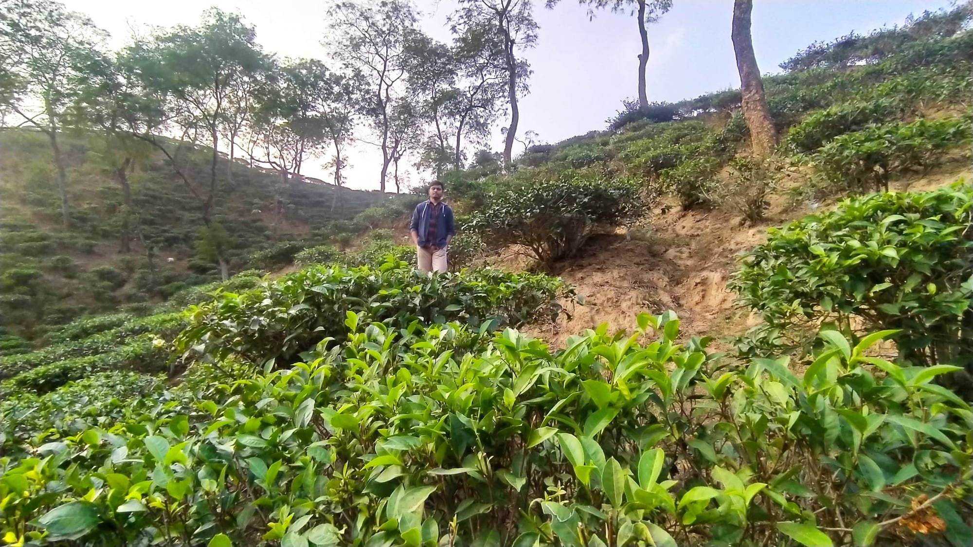 Neat rows of low tea bushes covering rolling green hills under a cloudy sky