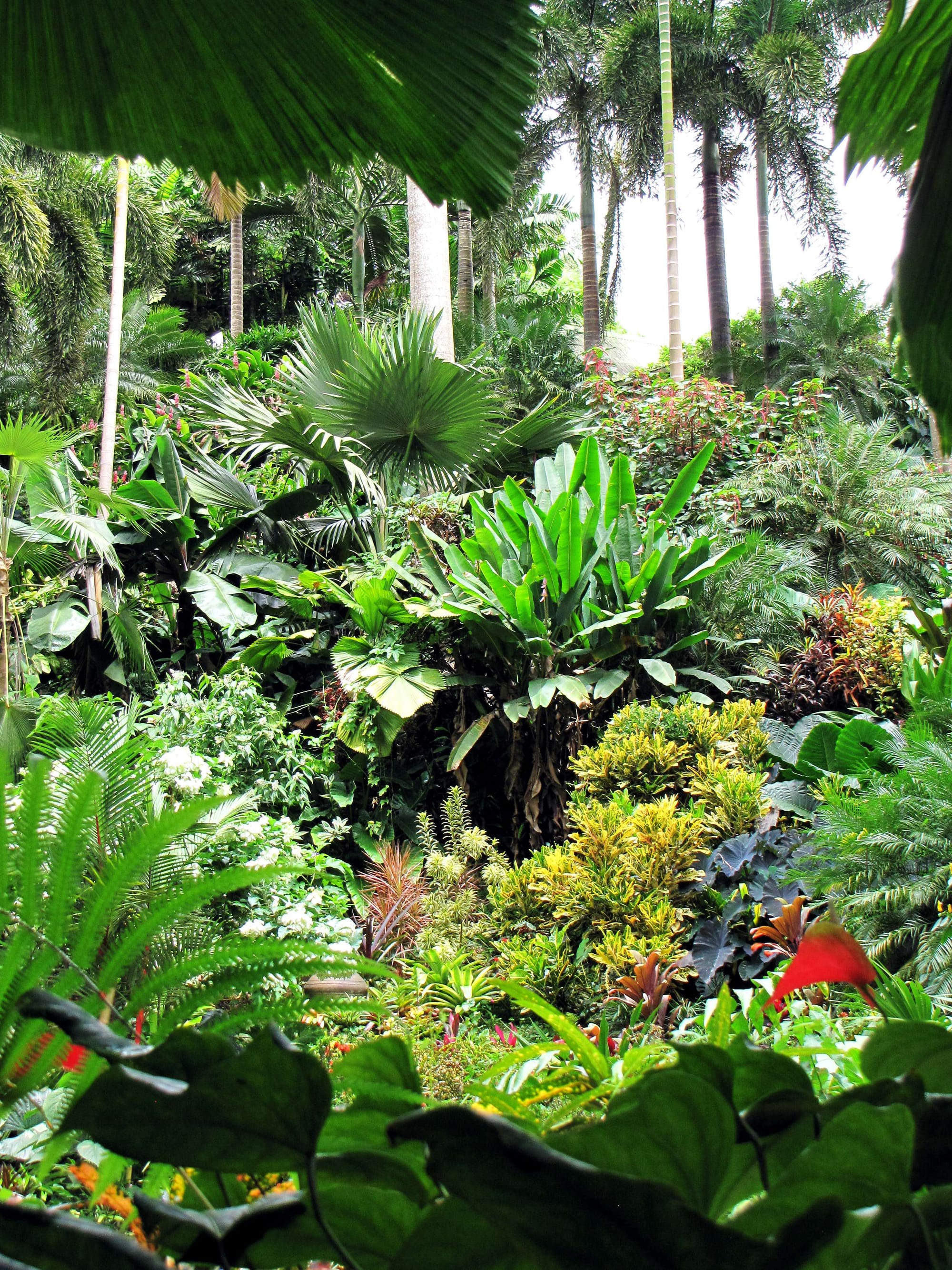 A lush sunken garden of palms, ferns and flowering plants in a wooded gully