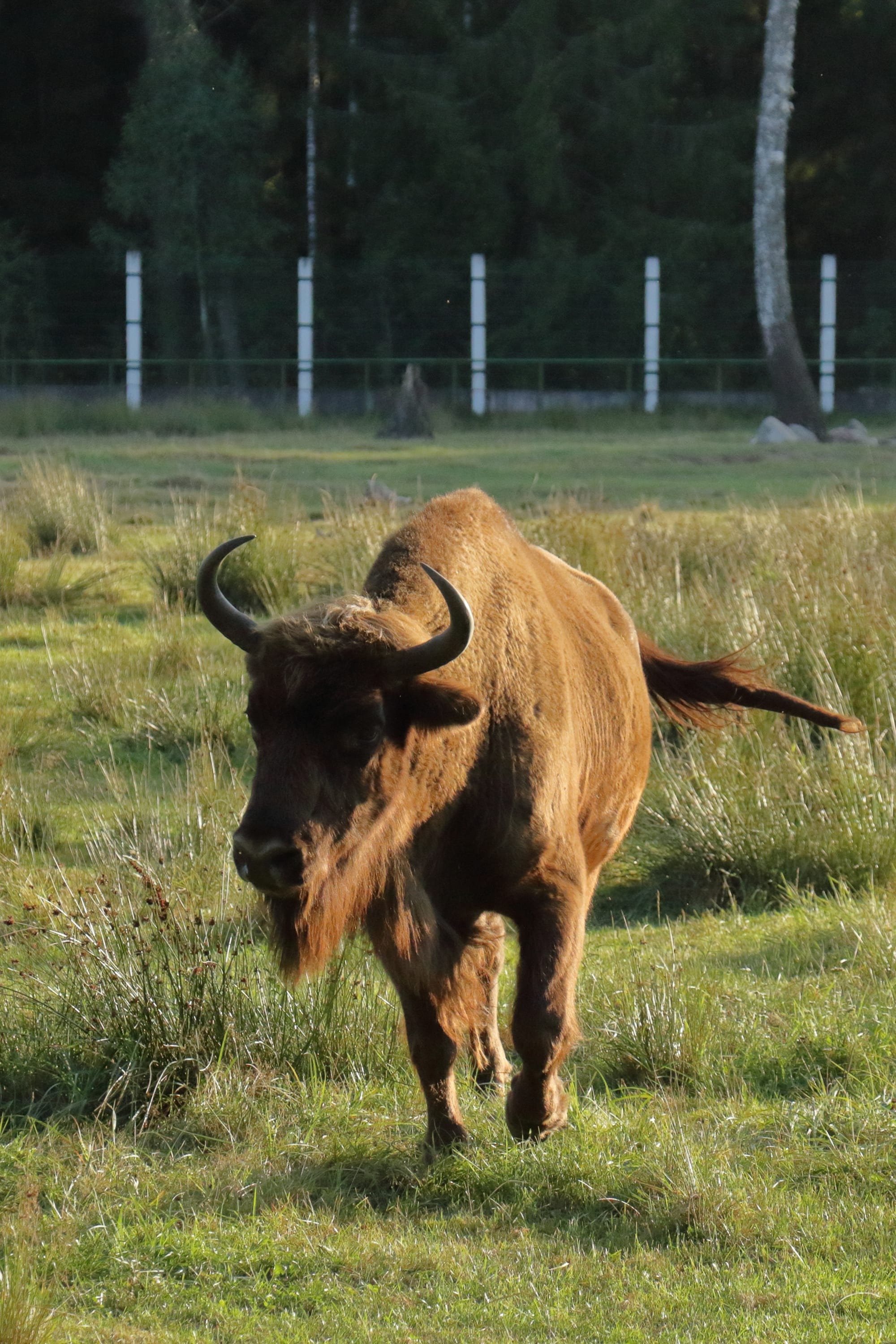 A large shaggy brown bison standing among trees
