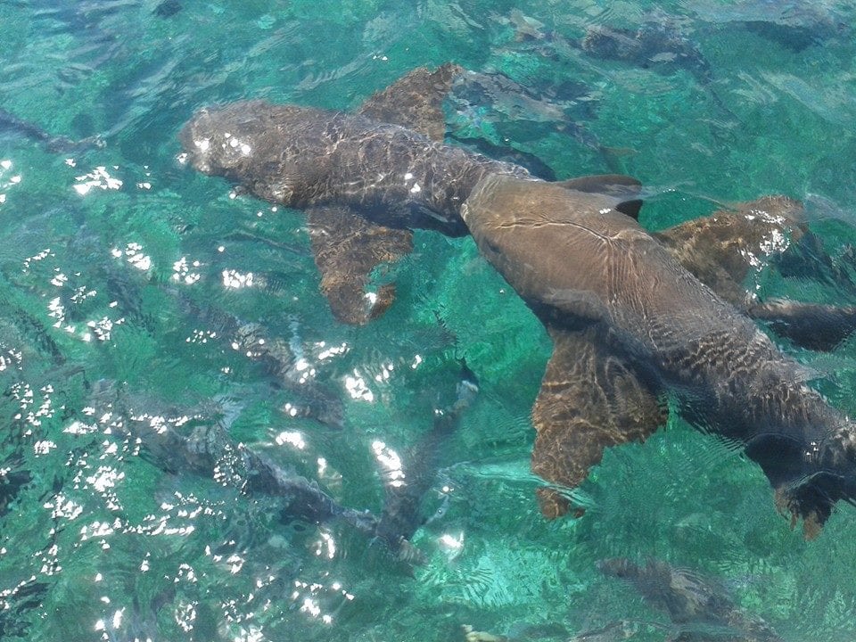 Several nurse sharks gliding over a shallow sandy seabed with snorkellers above