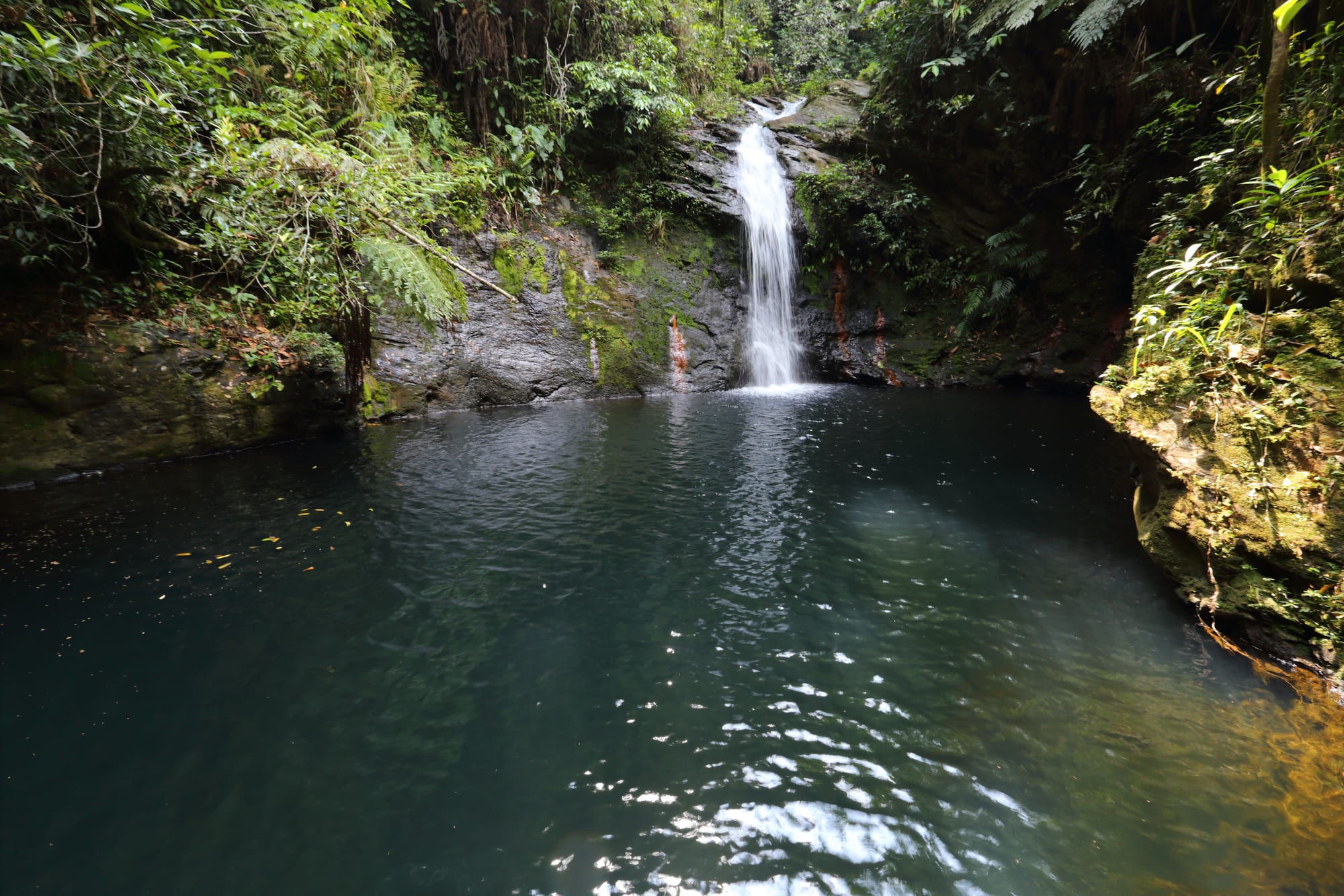 Dense rainforest under the Maya Mountains in southern Belize
