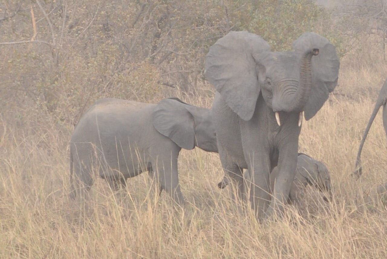 A herd of elephants crossing dry golden savannah with scattered trees