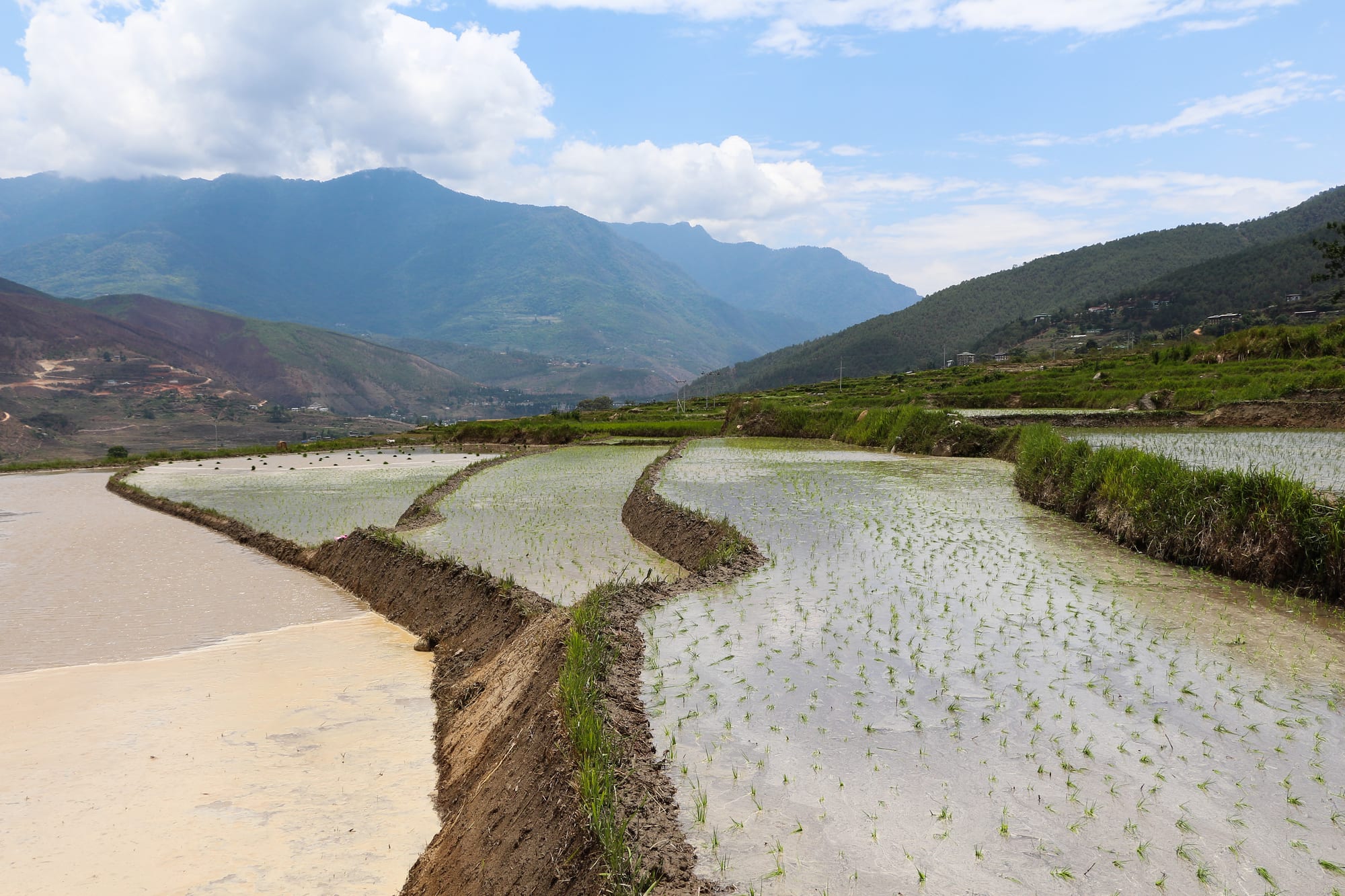 Flooded, newly planted rice terraces curving along a valley floor beneath forested mountains