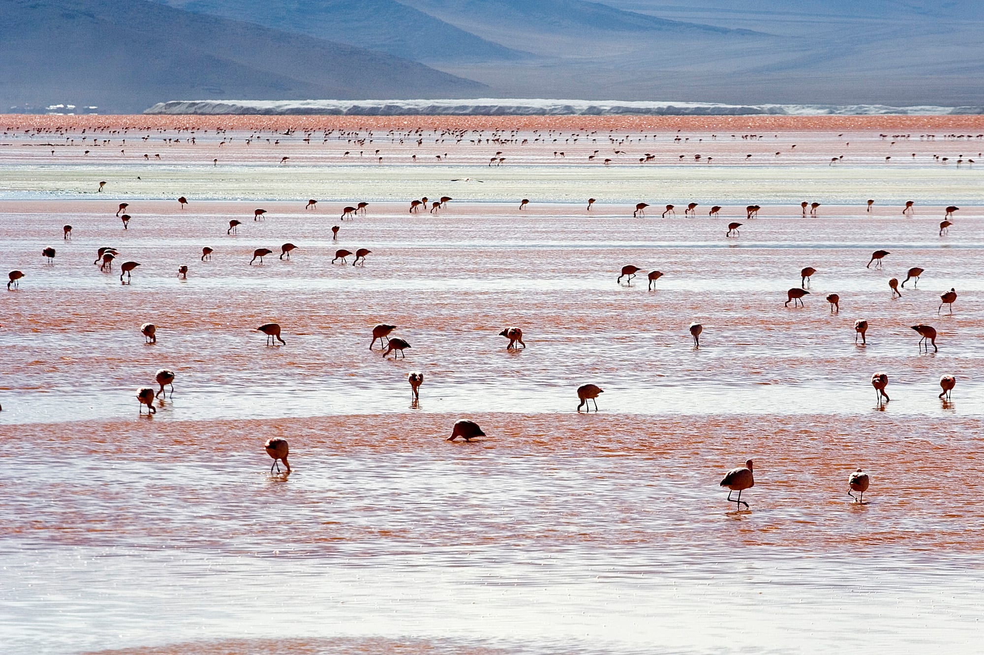 Pink flamingos wading in a shallow blood-red lake against pale desert mountains