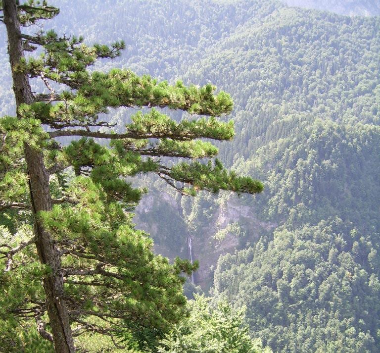 Dense old-growth forest filling a steep valley below rocky peaks