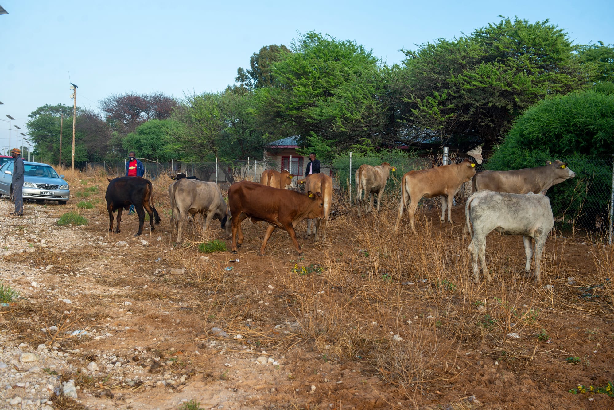A herd of cattle of several colours being moved along a dirt track past a parked car and fenced yards in Kang, Botswana