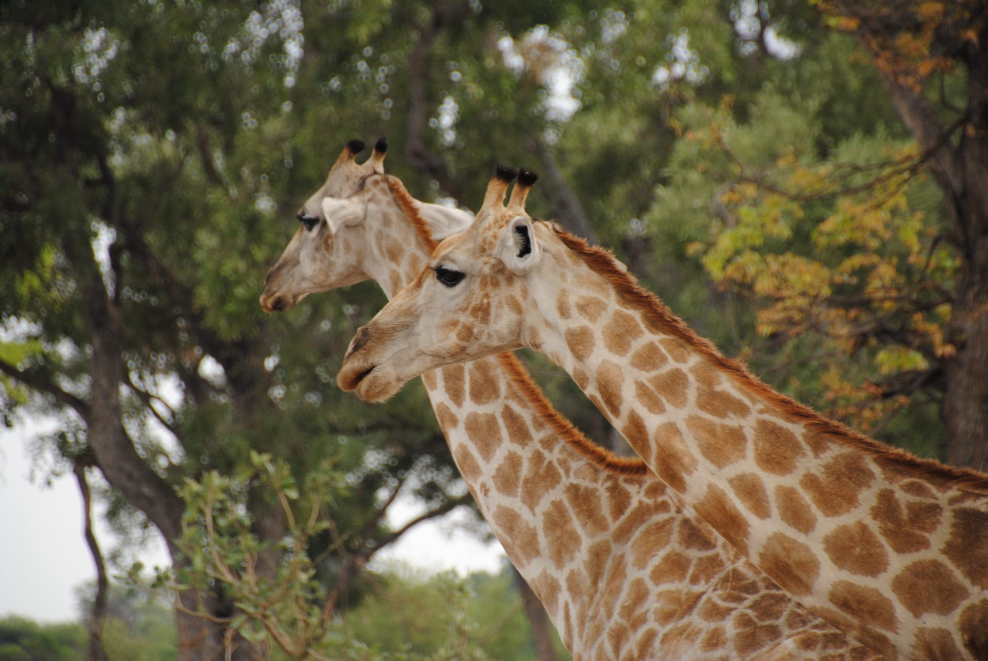 Giraffes standing among trees on a floodplain under a big sky