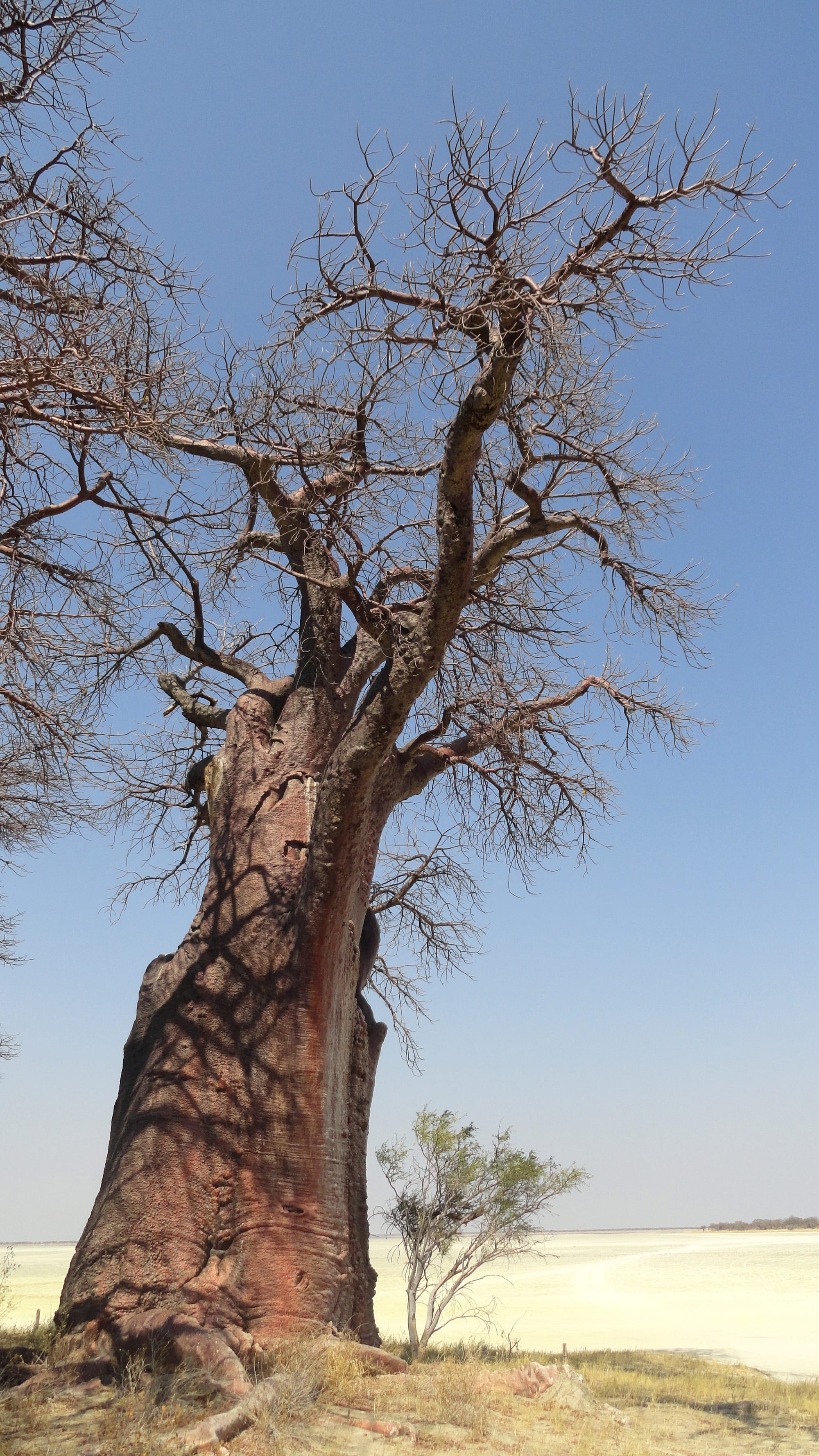 A large gnarled baobab tree standing alone at the edge of a flat white pan