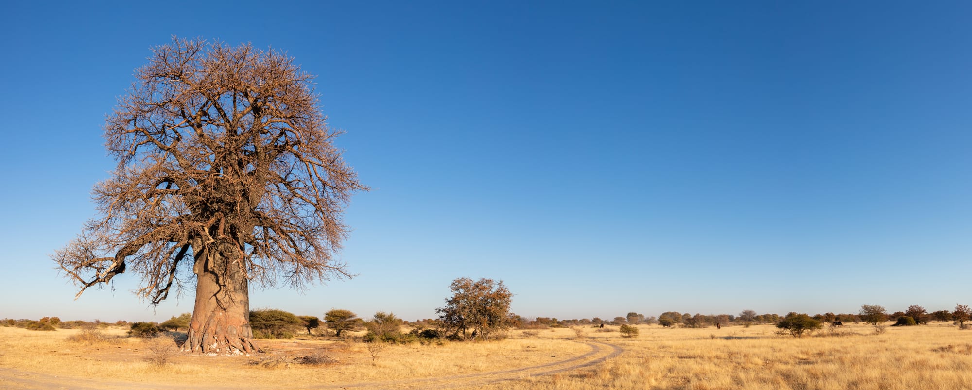 A massive ancient baobab tree standing alone on a flat, cracked, pale plain