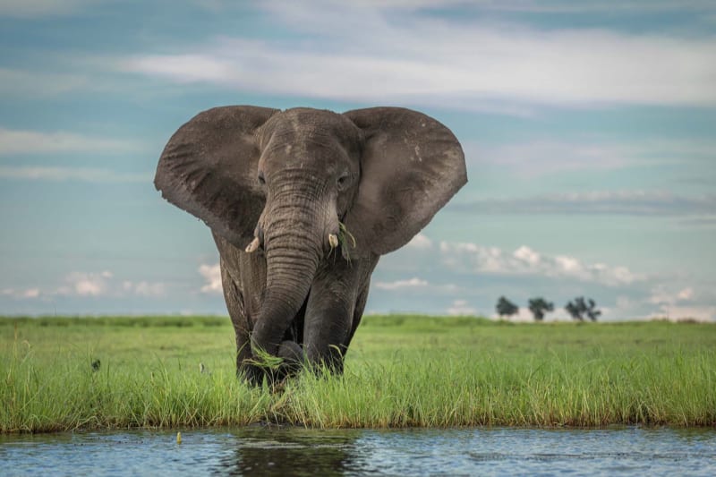 A large elephant reaching up into a tree to feed, on a dusty riverbank