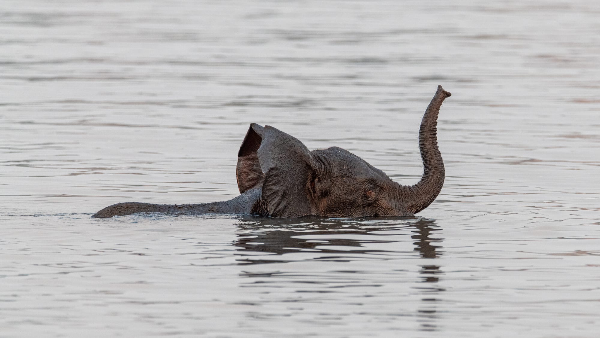 An elephant wading across a wide river with green floodplain and a low far bank