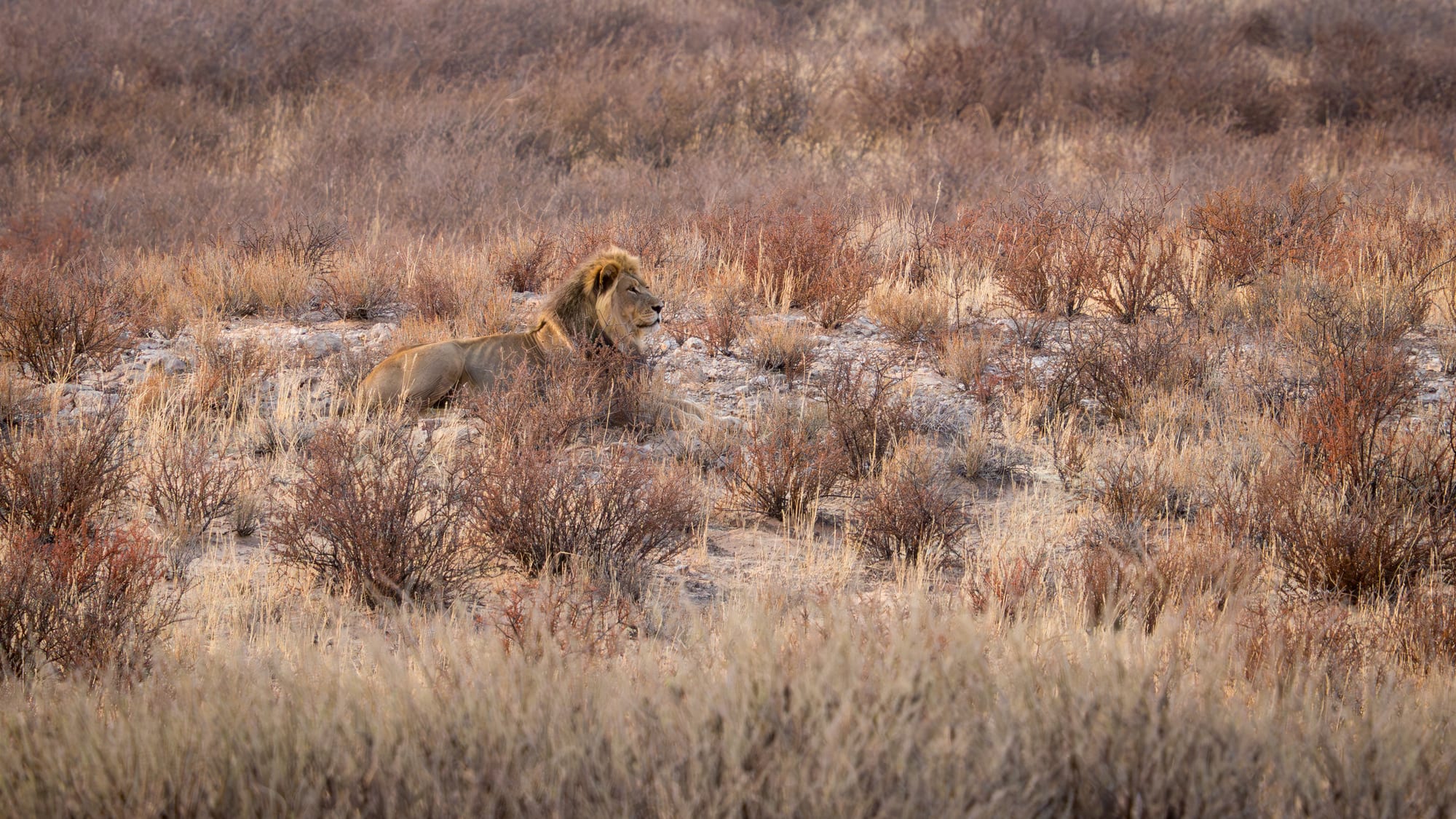 A black-maned lion resting on red Kalahari sand