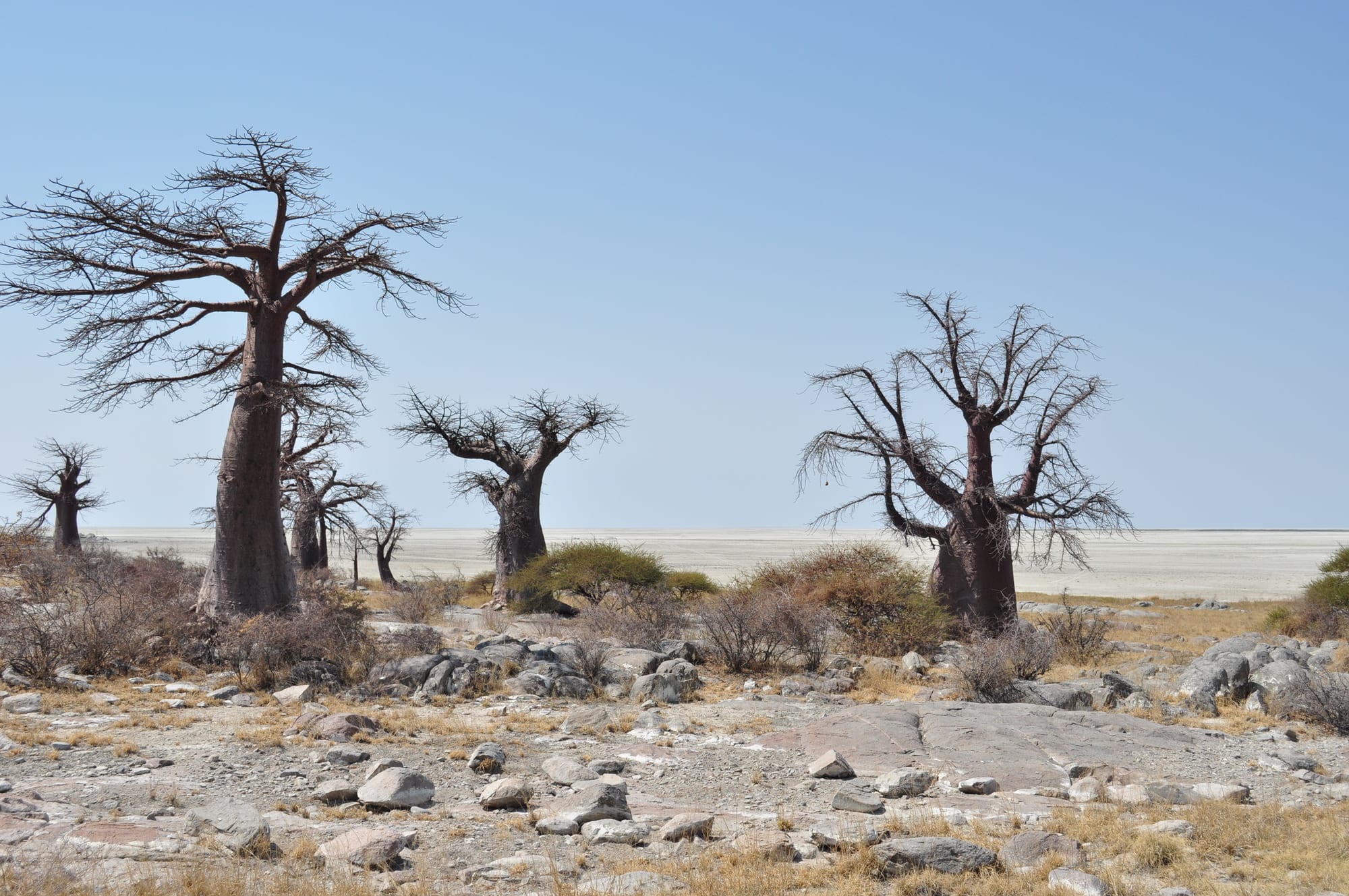 Gnarled baobab trees growing among grey granite boulders on a low island in a salt plain