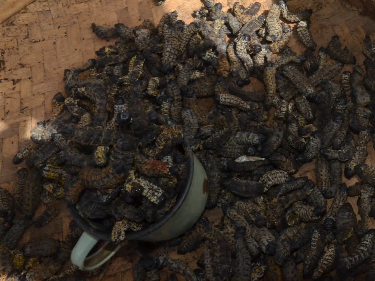 A dish of small, dark, dried caterpillars