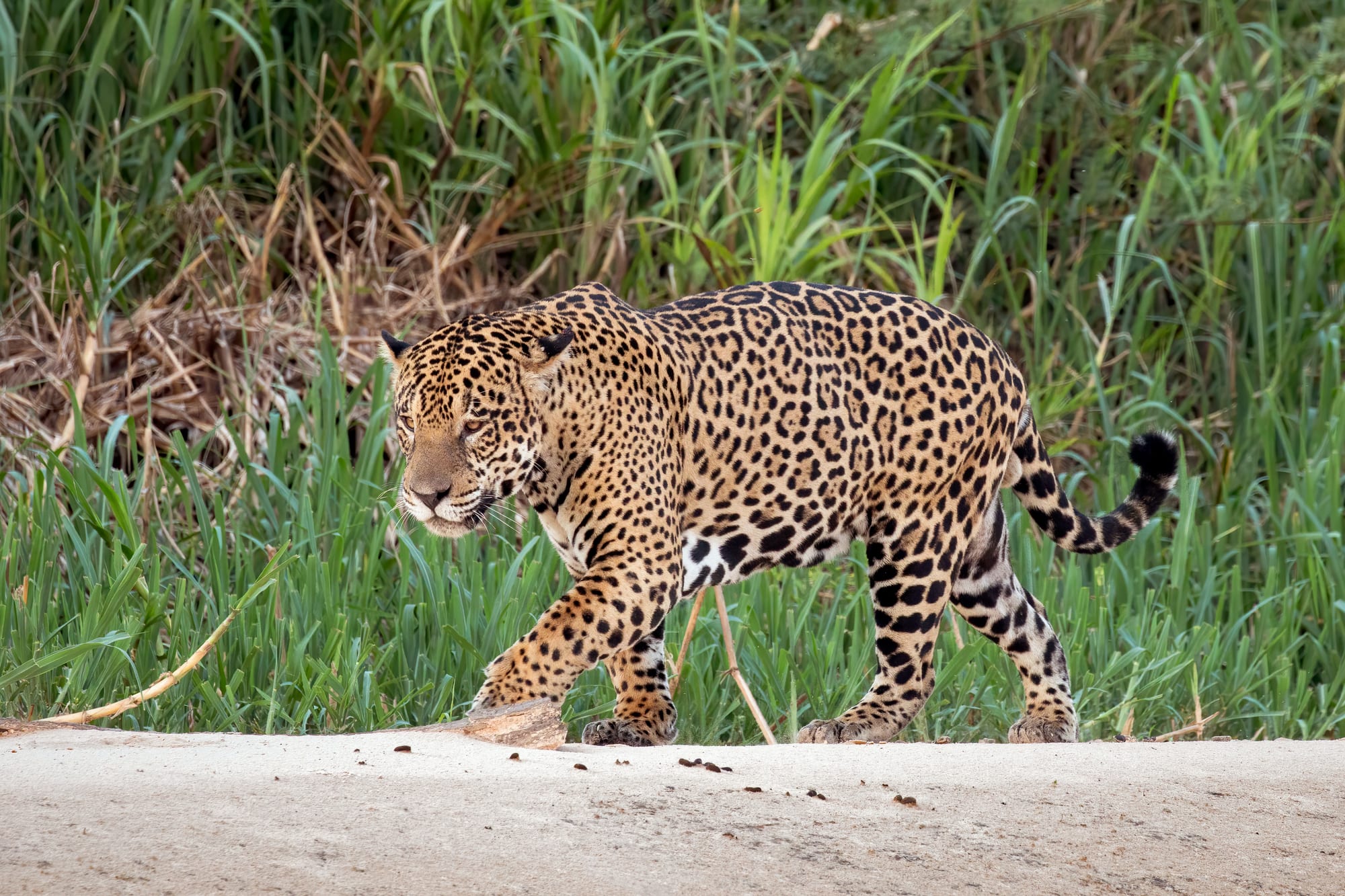 A jaguar walking along a riverbank in a wetland landscape