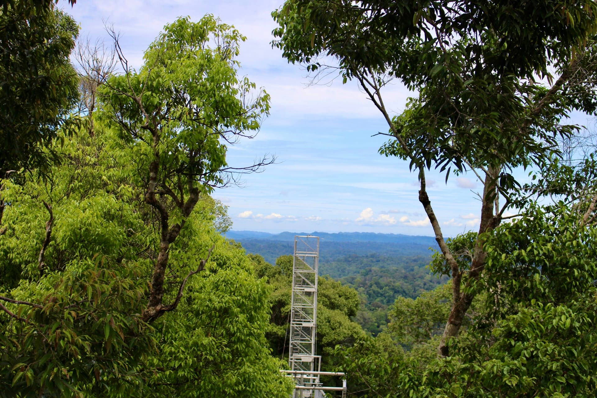 A tall metal walkway tower rising above the rainforest canopy
