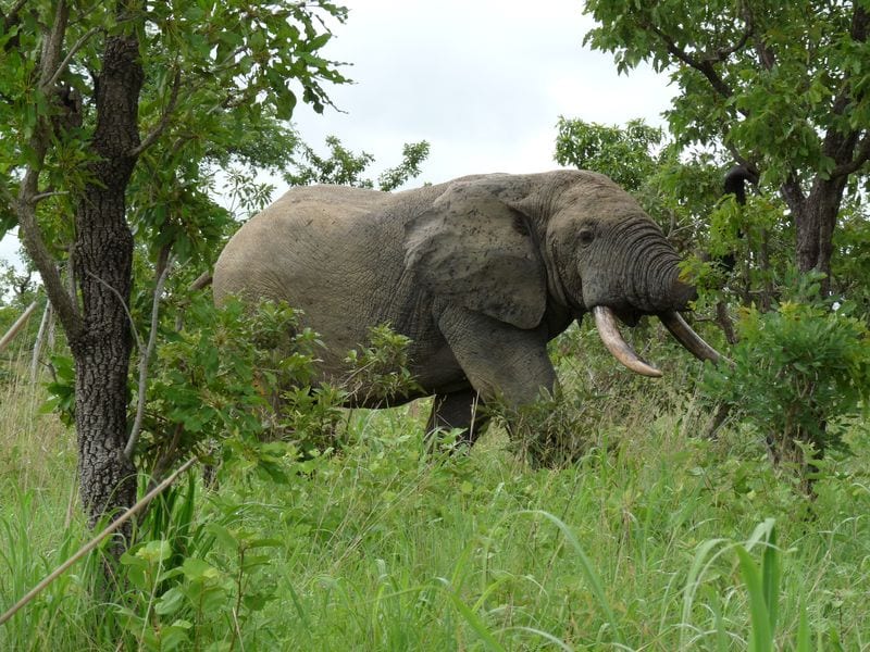 An elephant standing among low green trees and dry grass