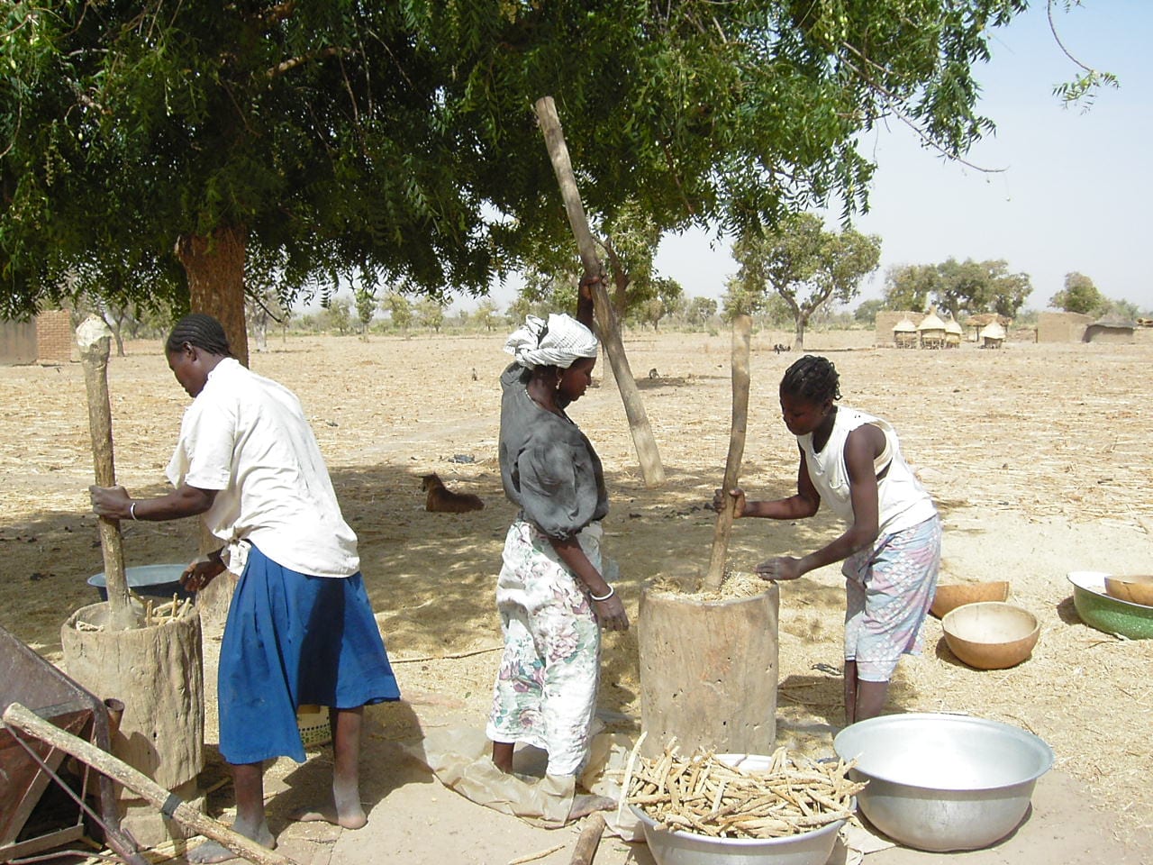Women standing around a large wooden mortar, pounding millet with long pestles