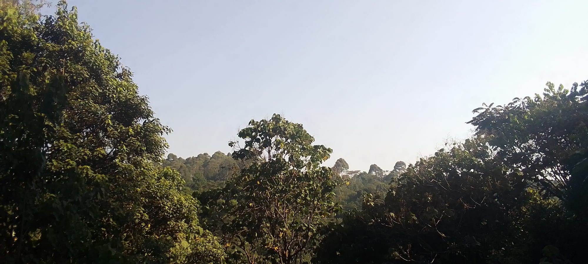Steep hills covered in dense montane rainforest under a cloudy sky