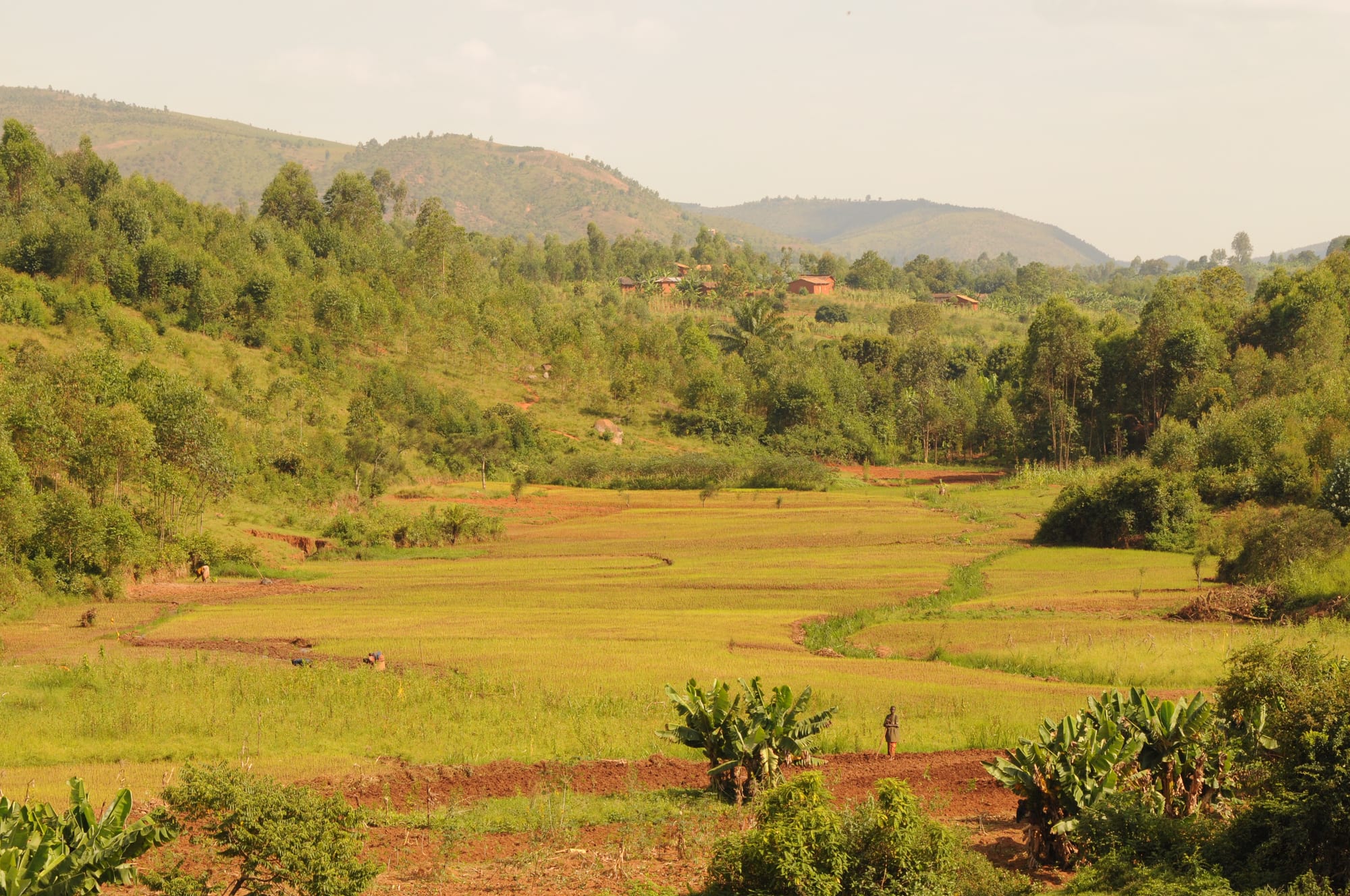 A green valley of small cultivated fields and banana plants surrounded by forested hills, with a farmer working in the distance