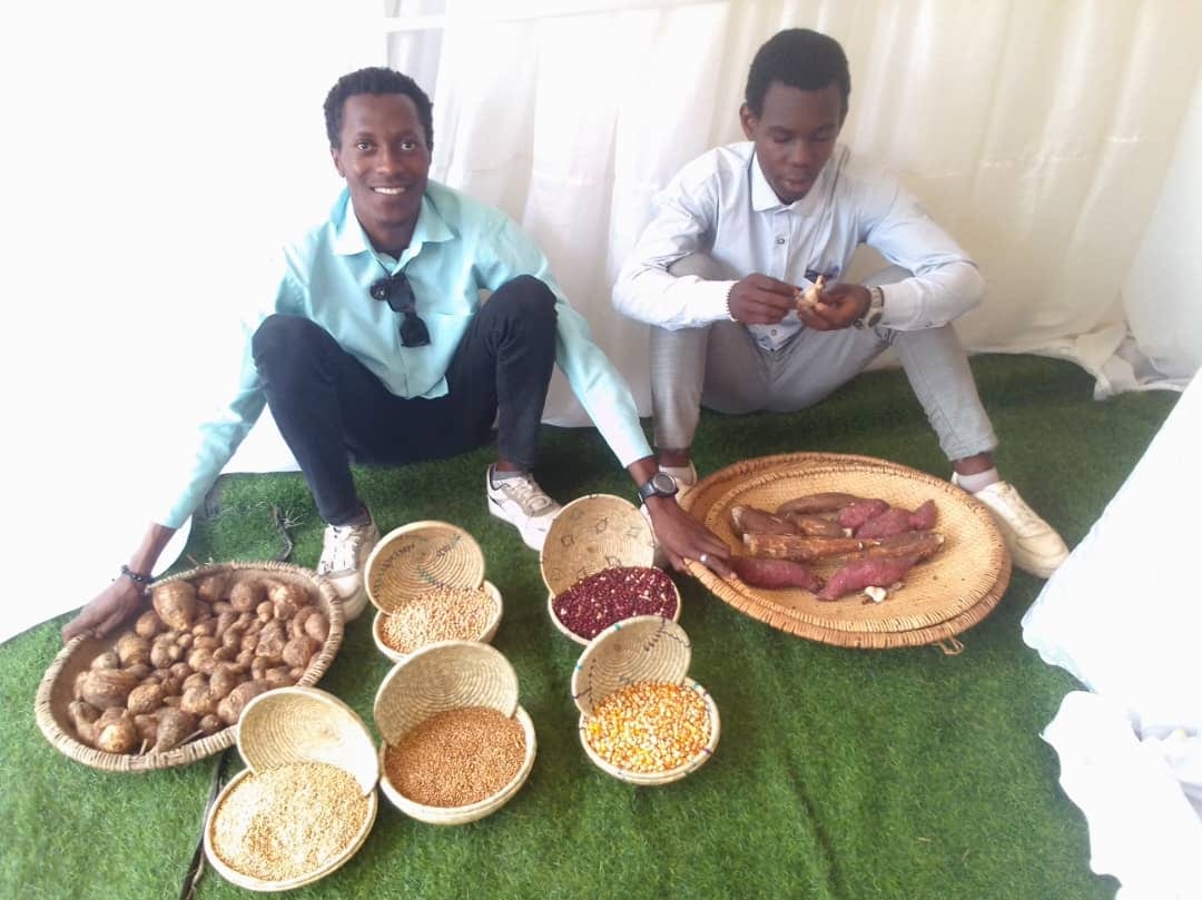 A spread of harvested crops including rice, beans, maize, sweet potato and groundnuts