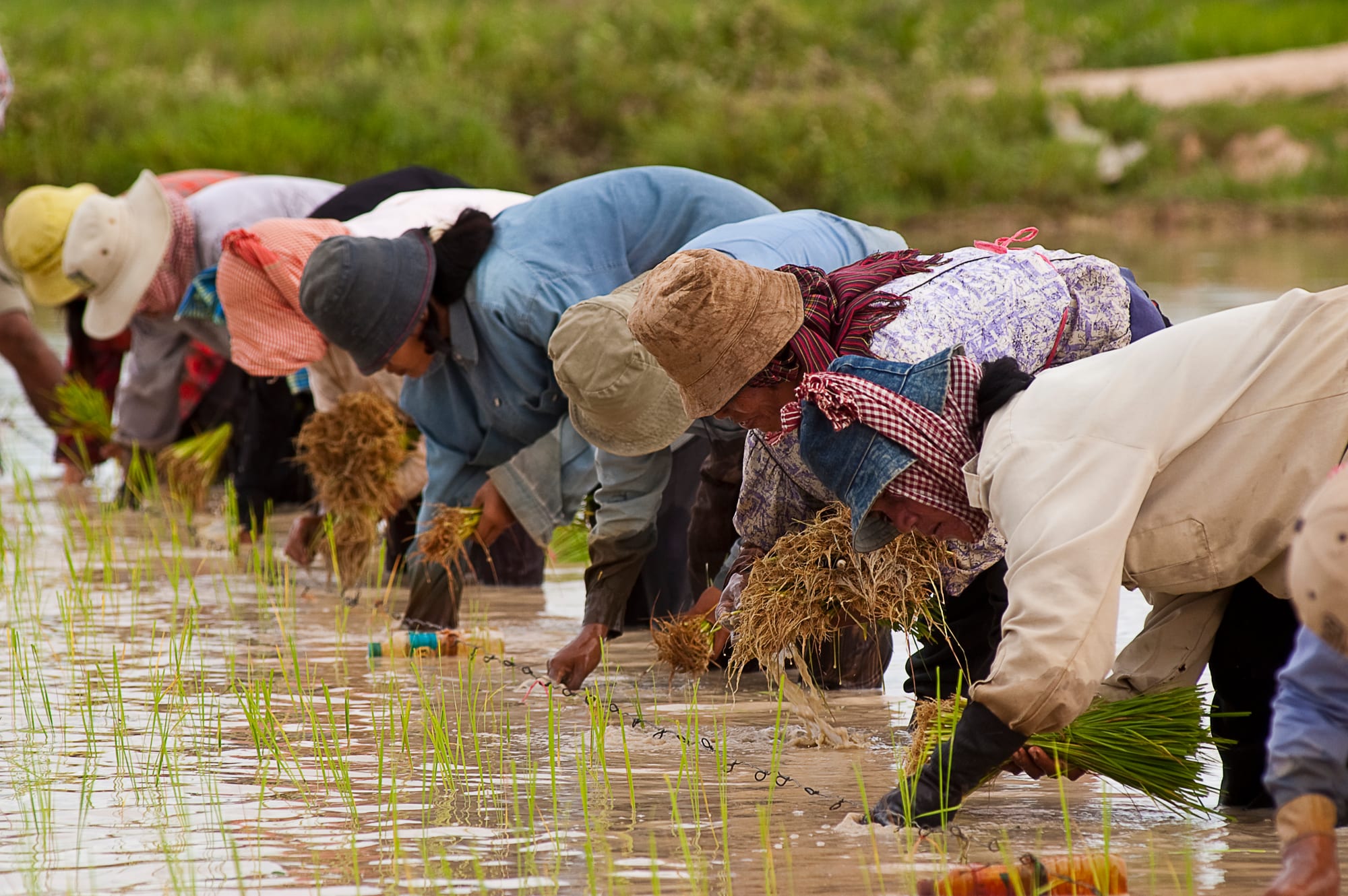 A line of Cambodian farmers bent over, planting bundles of green rice seedlings by hand in a flooded paddy field